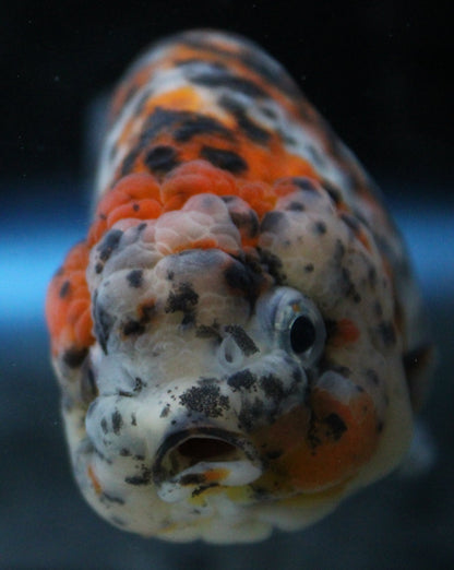 Grade AAA Thai Ranchu Calico/Galaxy 3" Body Female 6 Months (C1004)