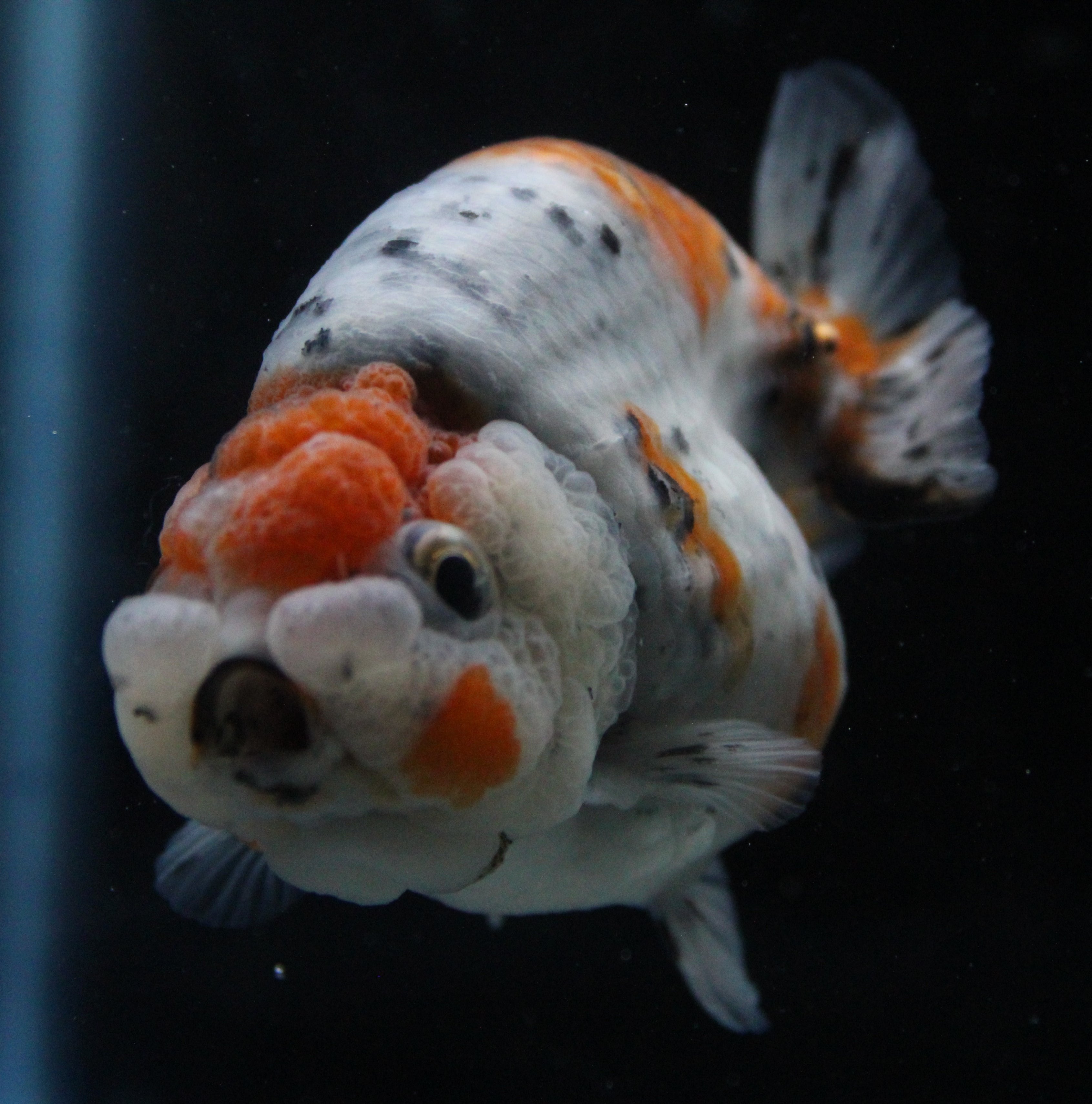 Grade AA Thai Ranchu Calico/Galaxy 3" Round Body Male 6 Months (C1005)