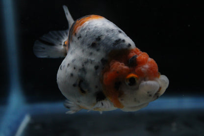 Grade AA Thai Ranchu Calico/Galaxy 3" Round Body Male 6 Months (C1005)