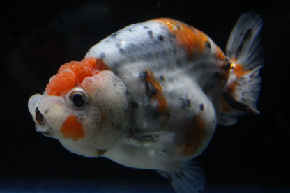 Grade AA Thai Ranchu Calico/Galaxy 3" Round Body Male 6 Months (C1005)