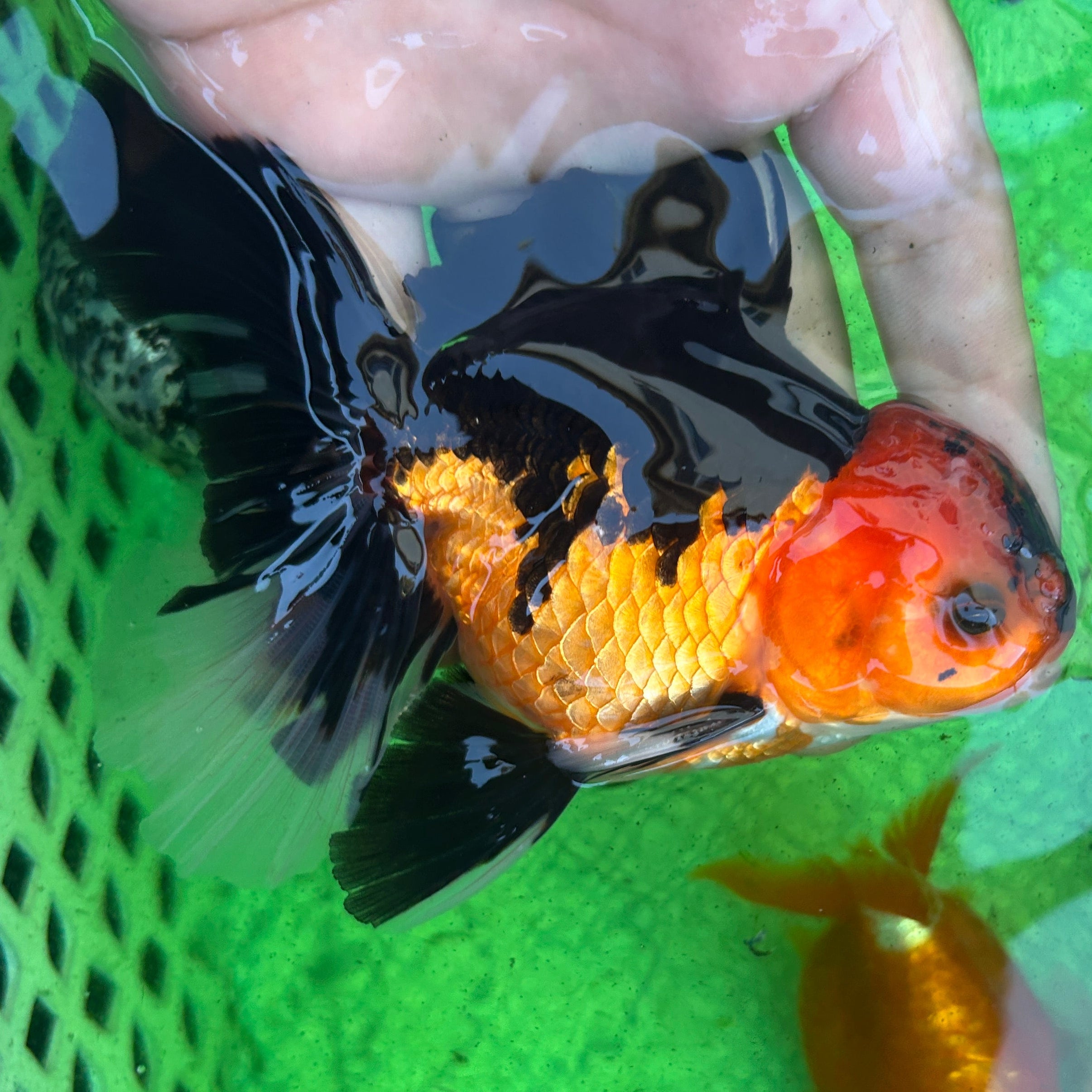 Live Premium Fancy Goldfish Thai Oranda Apache 3.5” body Male 7 Months (JC-115) BlackTub