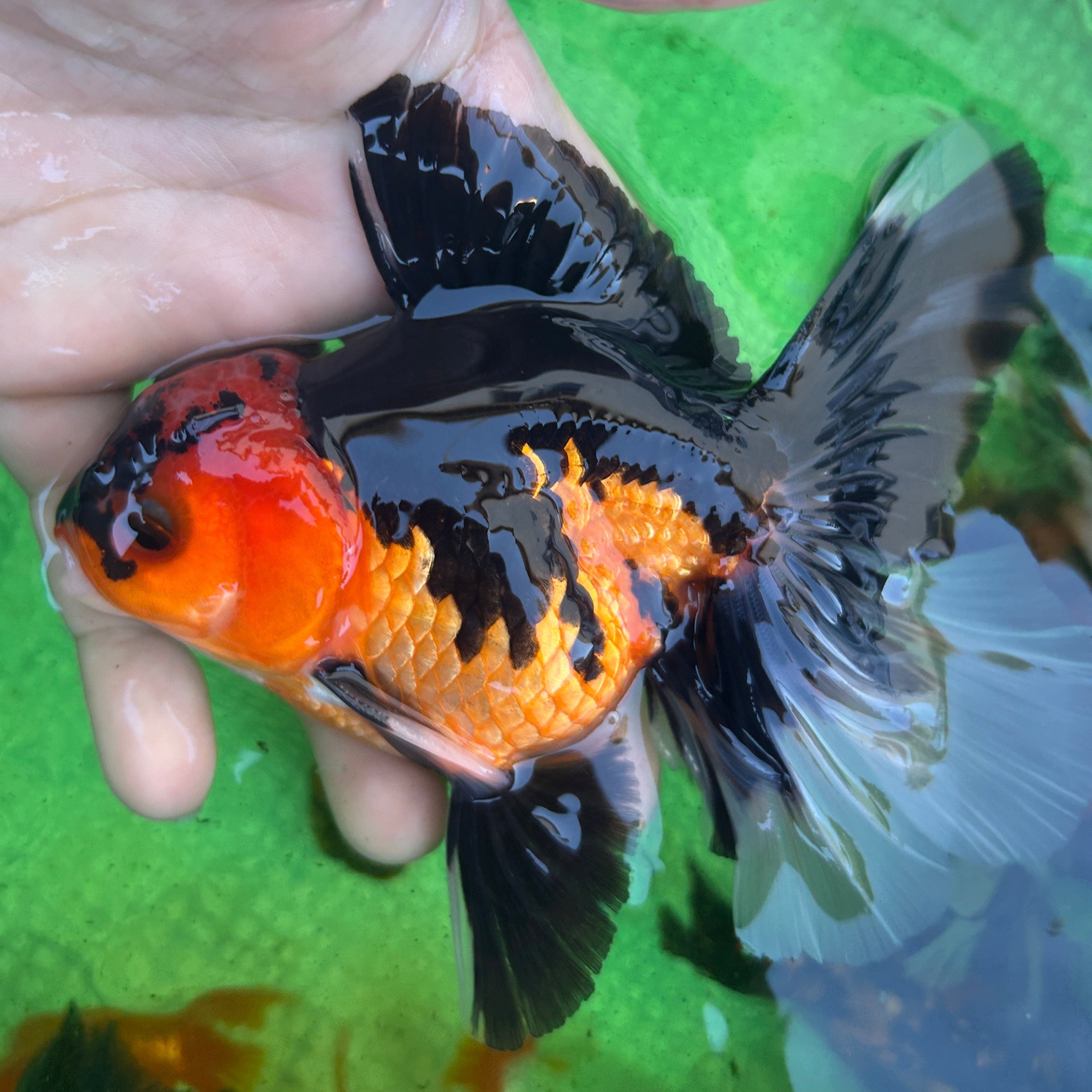 Live Premium Fancy Goldfish Thai Oranda Apache 3.5” body Male 7 Months (JC-115) BlackTub