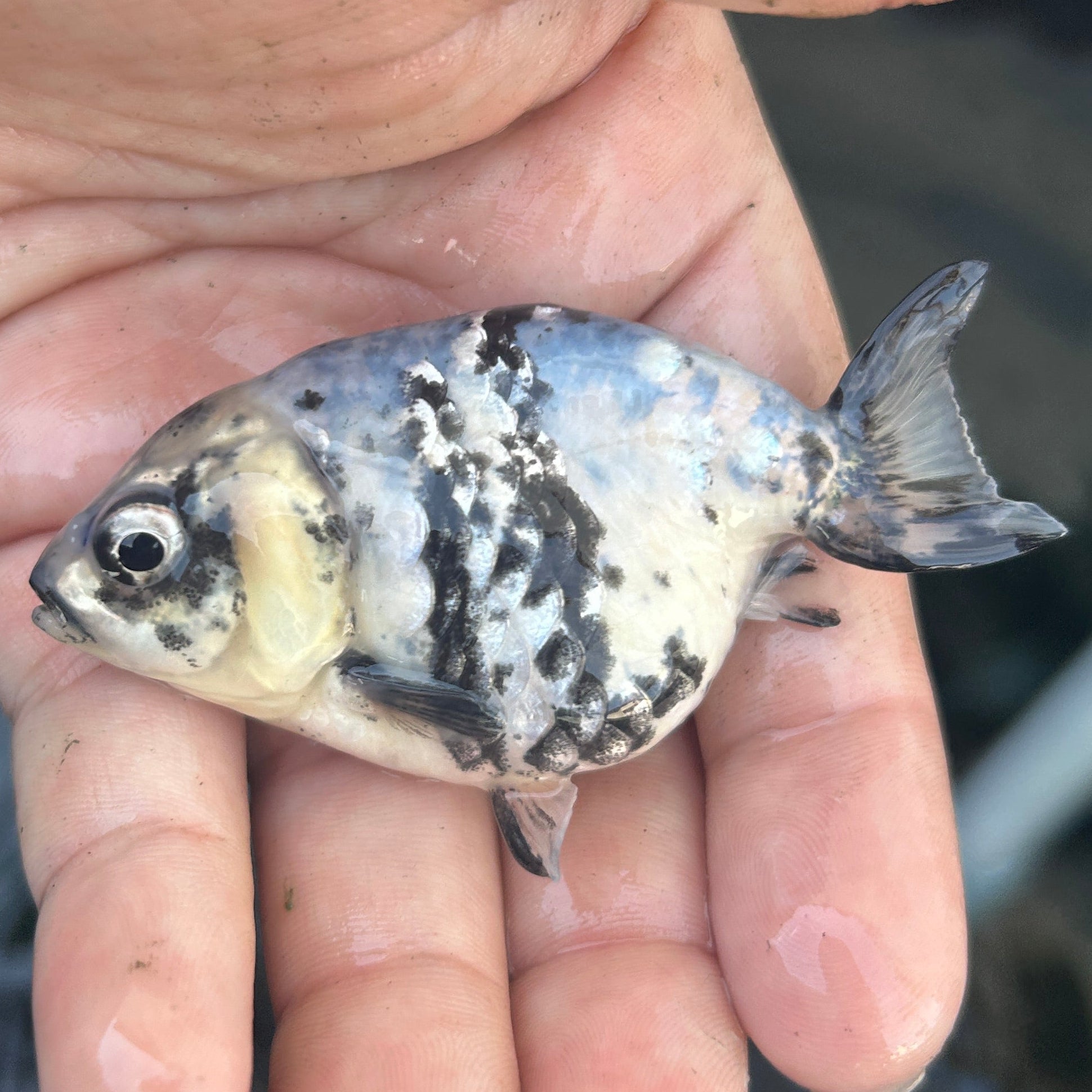 Live Premium Fancy Goldfish Ranchu White Tiger 2.5" Body (JC-139) BlackTub #4