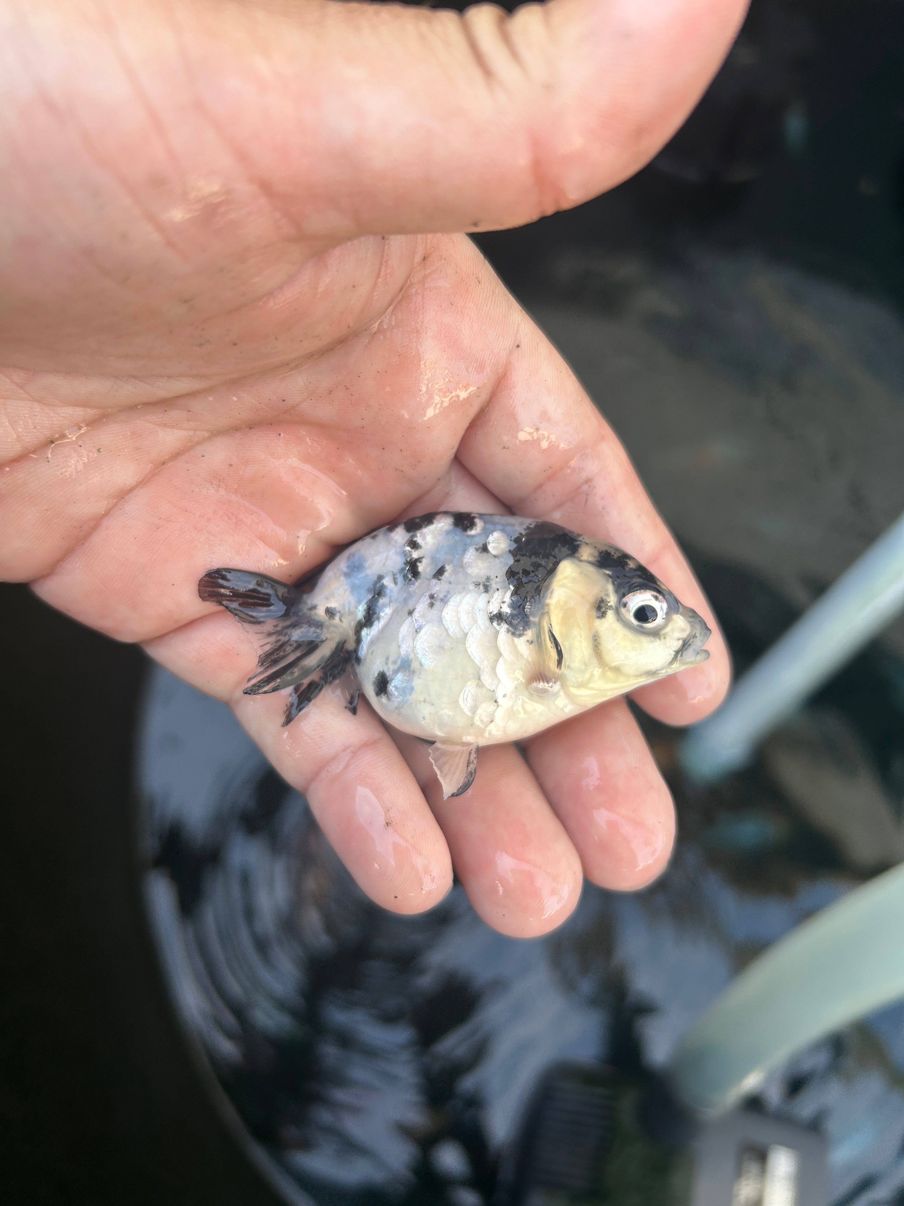 Live Premium Fancy Goldfish Ranchu White Tiger 2.5" Body (JC-139) BlackTub #4