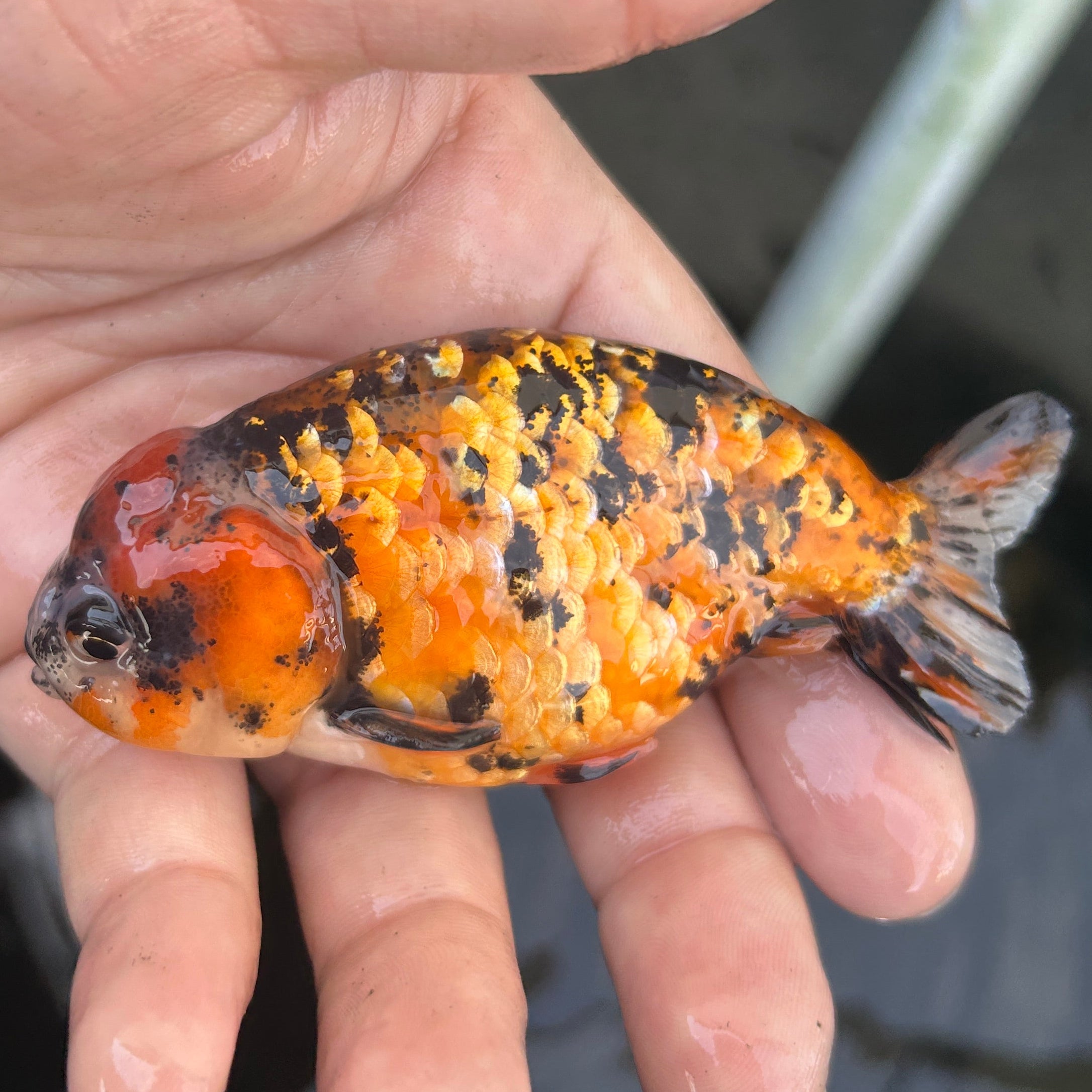Live Premium Fancy Goldfish Ranchu Red Tiger 2.5" Body (JC-138) BlackTub #4
