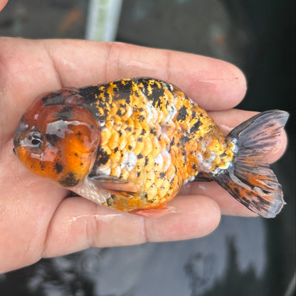 Live Premium Fancy Goldfish Ranchu Red Tiger 2.5" Body (JC-116) BlackTub #4