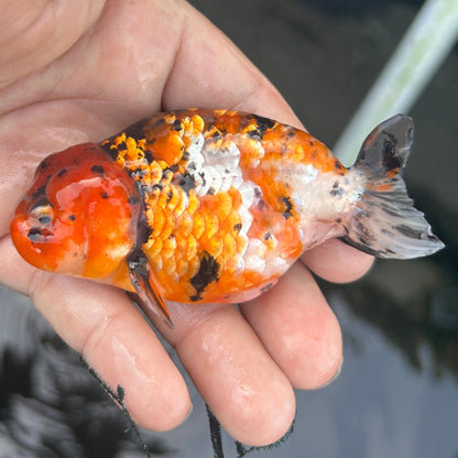 Live Premium Fancy Goldfish Ranchu Red Tiger 2.5" Body (JC-117) BlackTub #4