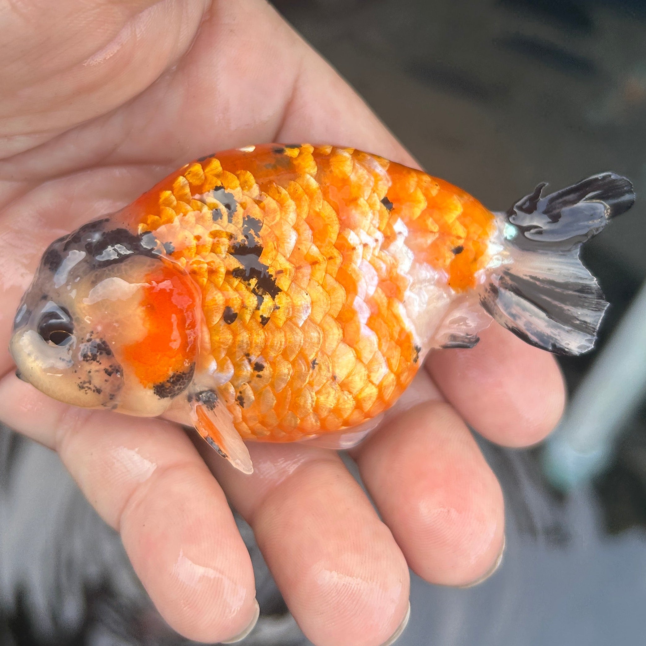 Live Premium Fancy Goldfish Ranchu Red Tiger 2.5" Body (JC-135) BlackTub #4
