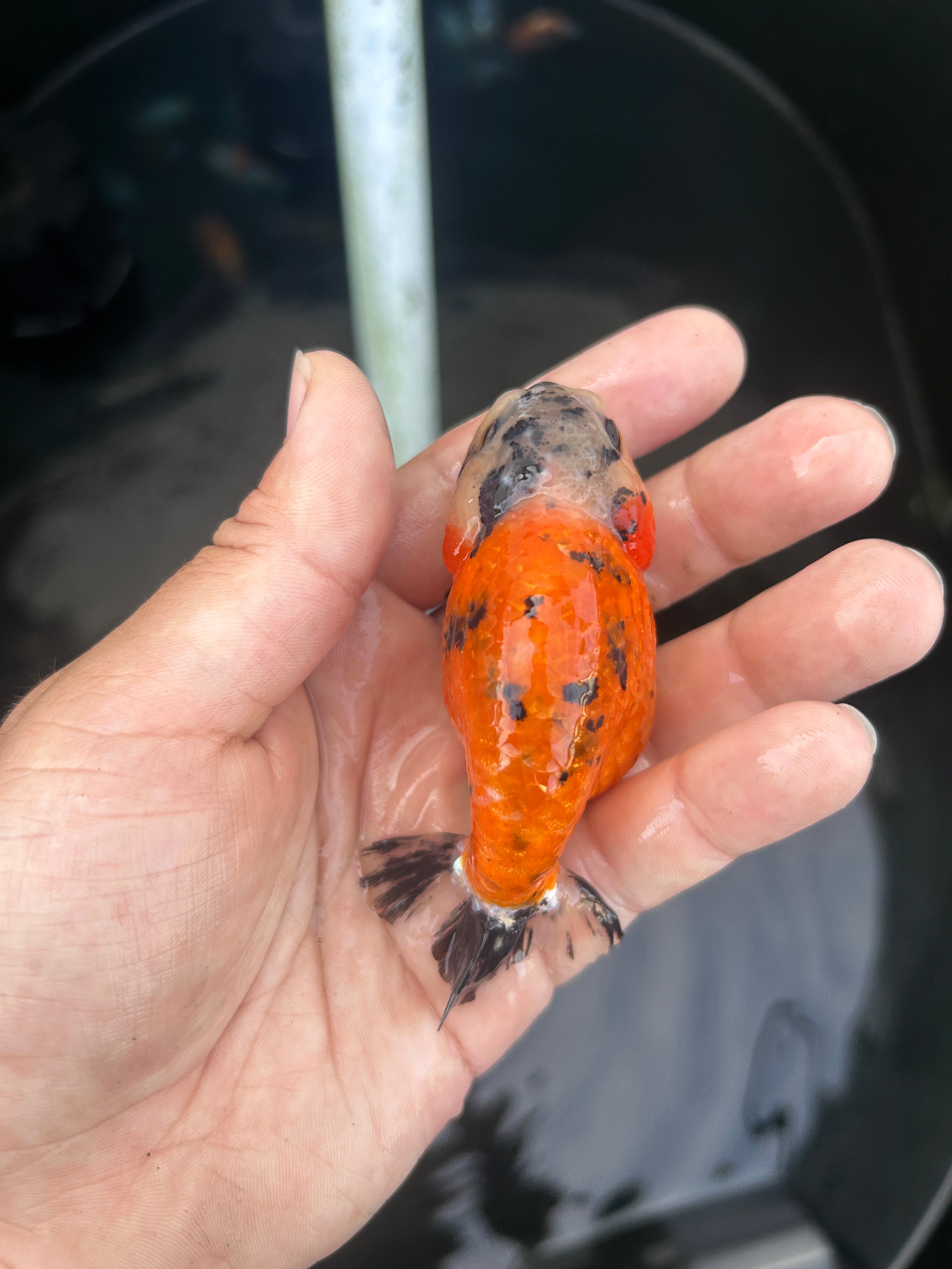 Live Premium Fancy Goldfish Ranchu Red Tiger 2.5" Body (JC-135) BlackTub #4