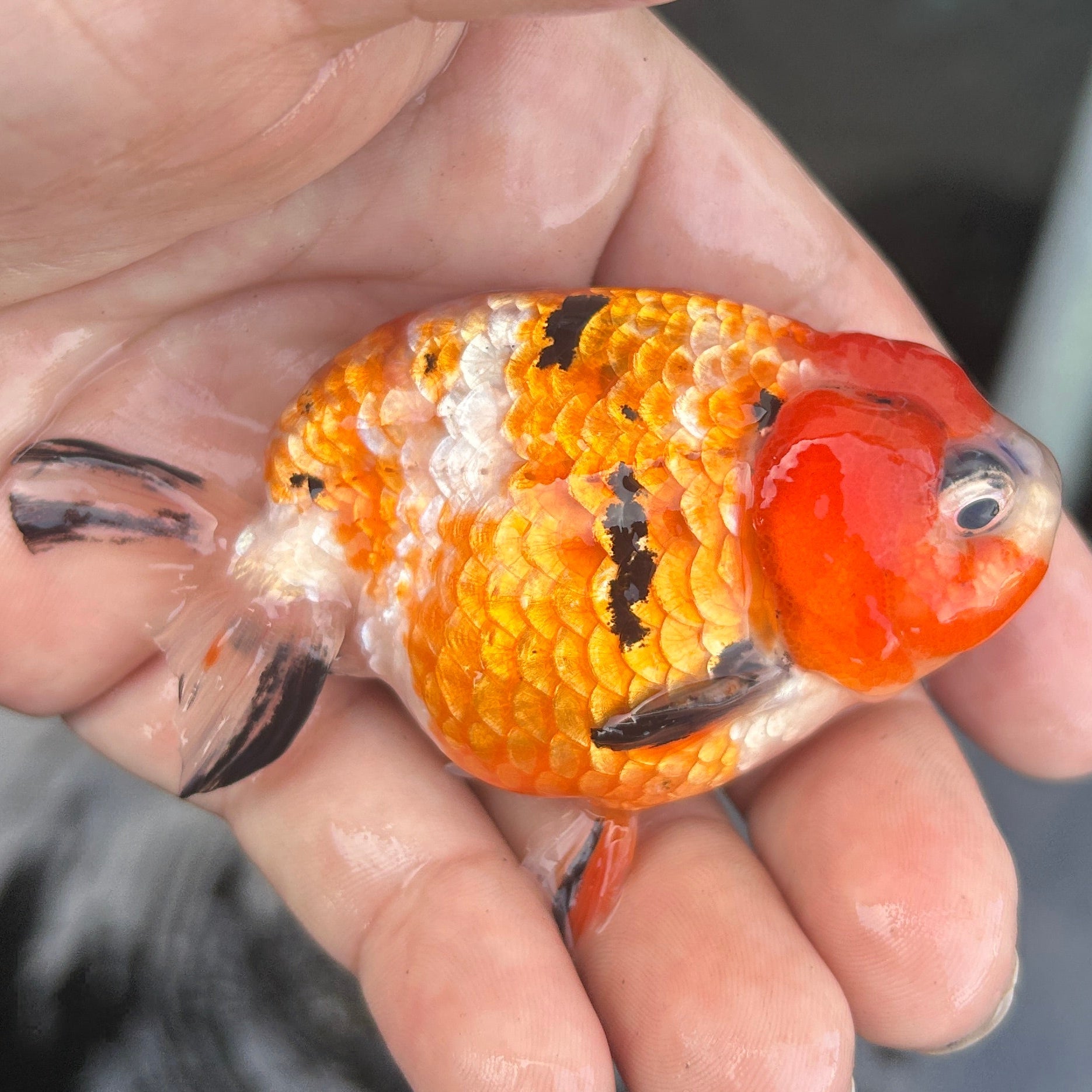 Live Premium Fancy Goldfish Ranchu Red Tiger 2.5" Body (JC-134) BlackTub #4