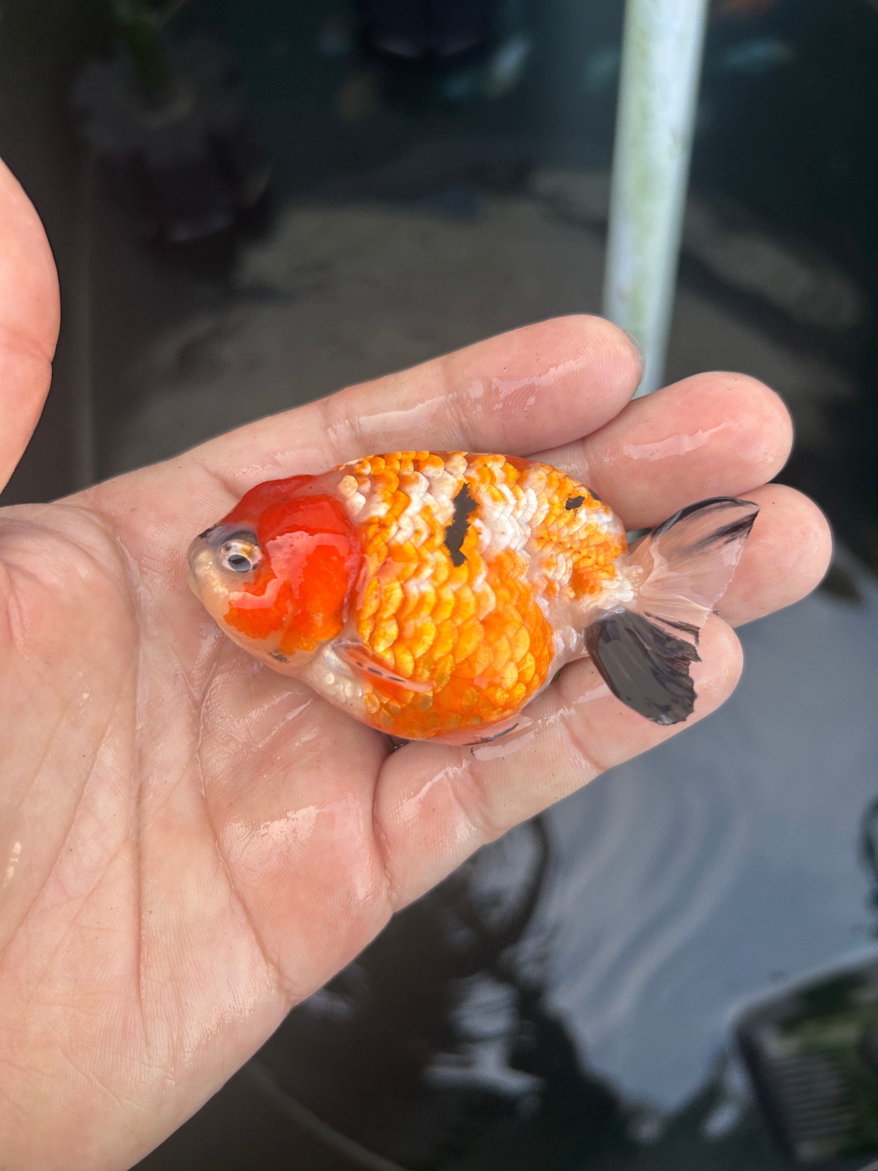 Live Premium Fancy Goldfish Ranchu Red Tiger 2.5" Body (JC-134) BlackTub #4