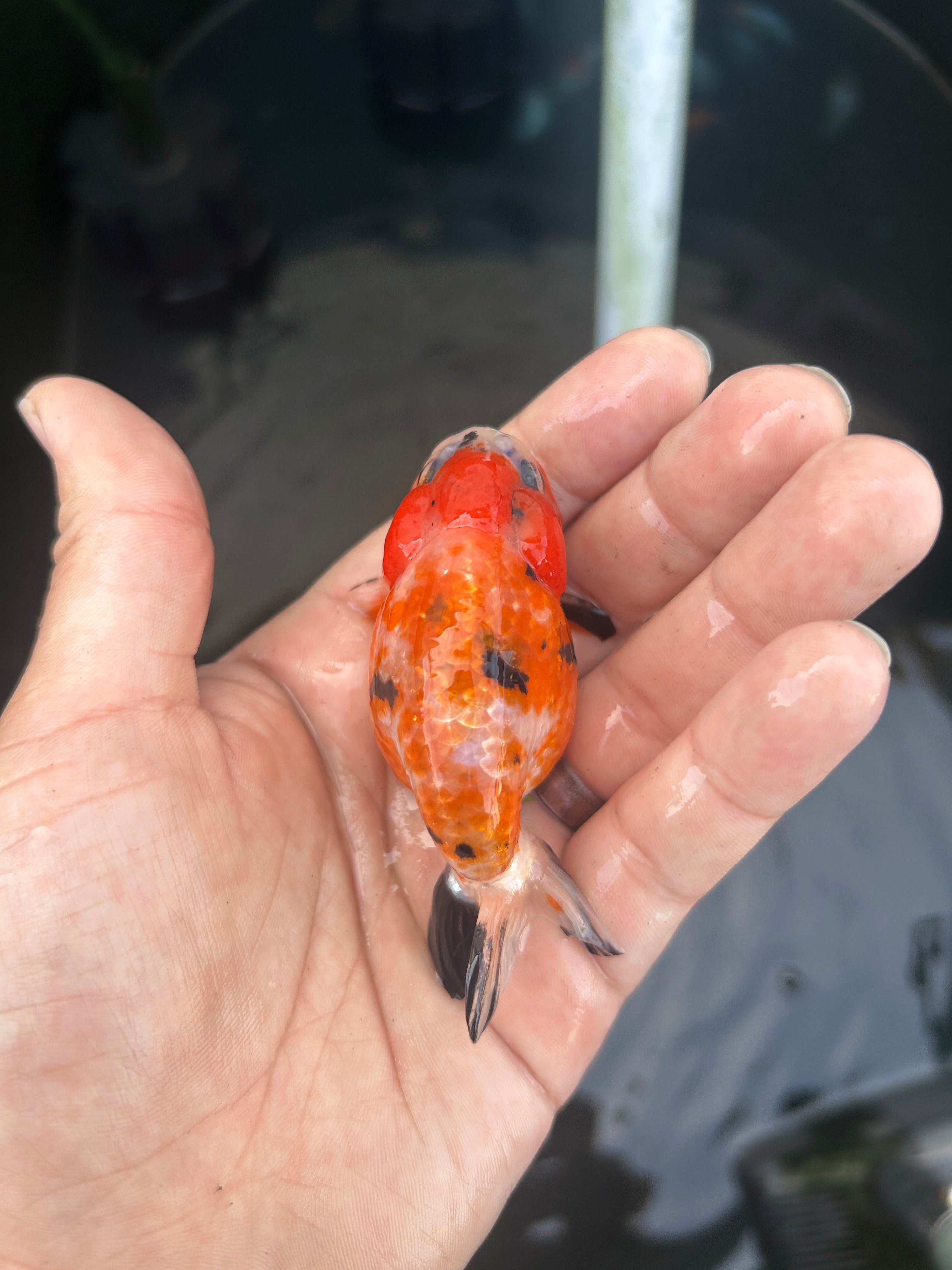 Live Premium Fancy Goldfish Ranchu Red Tiger 2.5" Body (JC-134) BlackTub #4