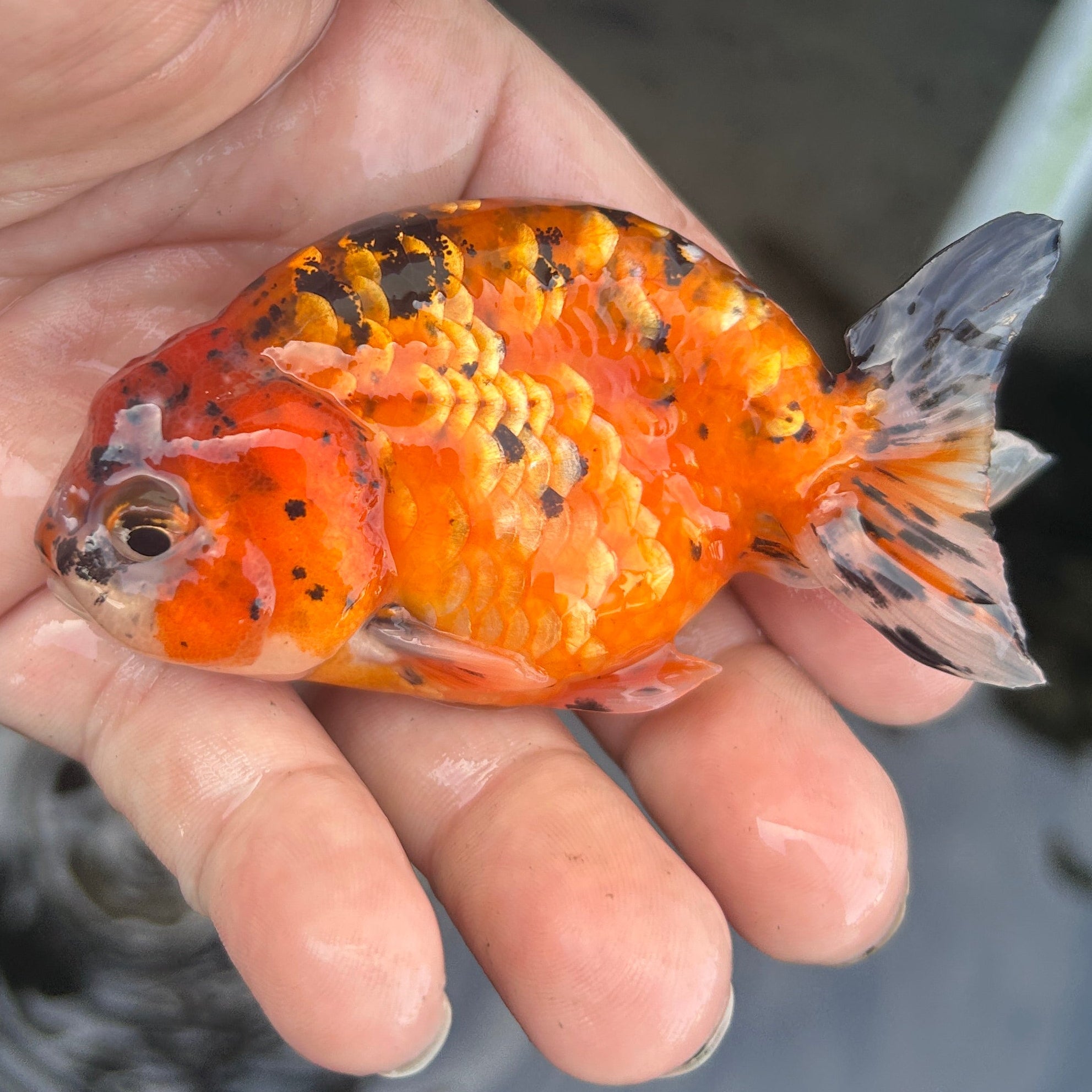 Live Premium Fancy Goldfish Ranchu Red Tiger 2.5" Body (JC-120) BlackTub #4