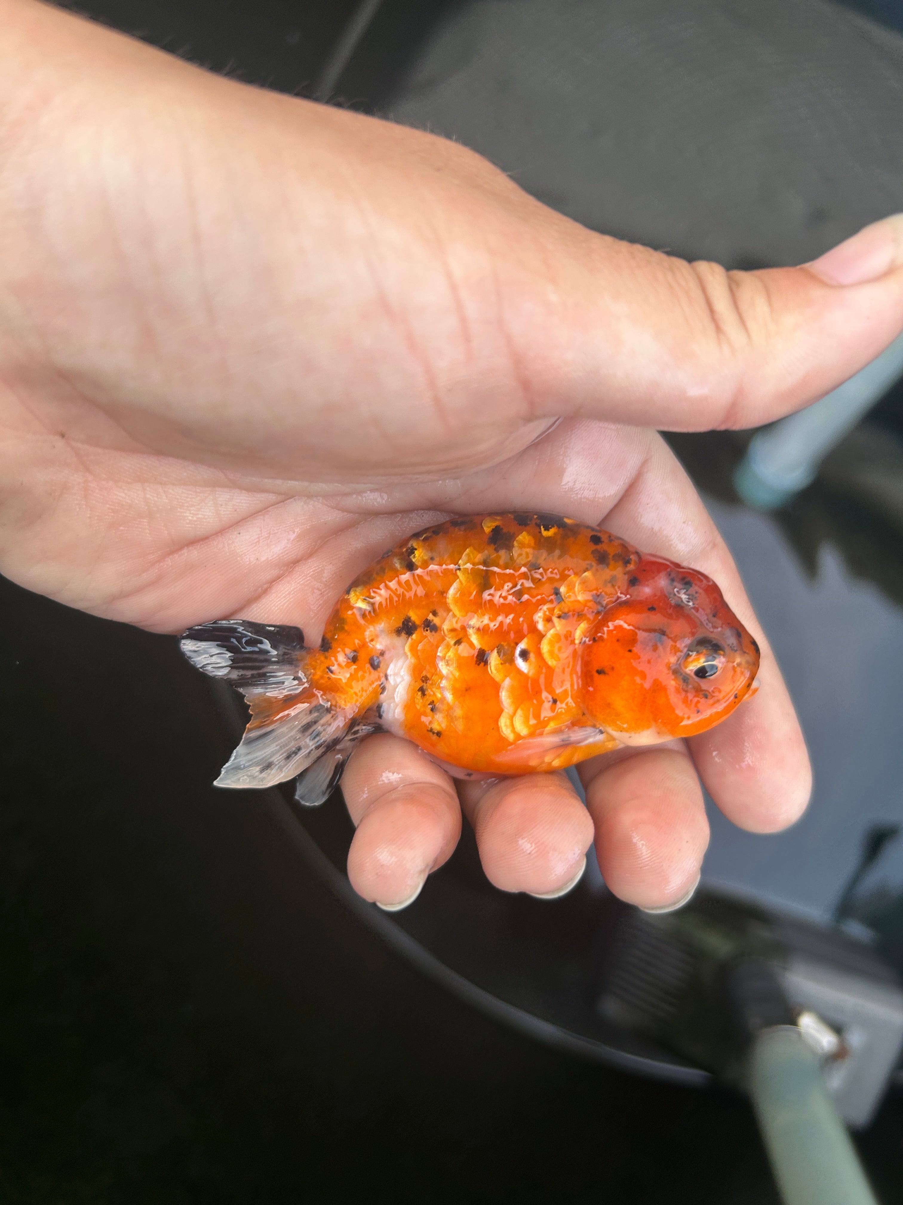 Live Premium Fancy Goldfish Ranchu Red Tiger 2.5" Body (JC-120) BlackTub #4