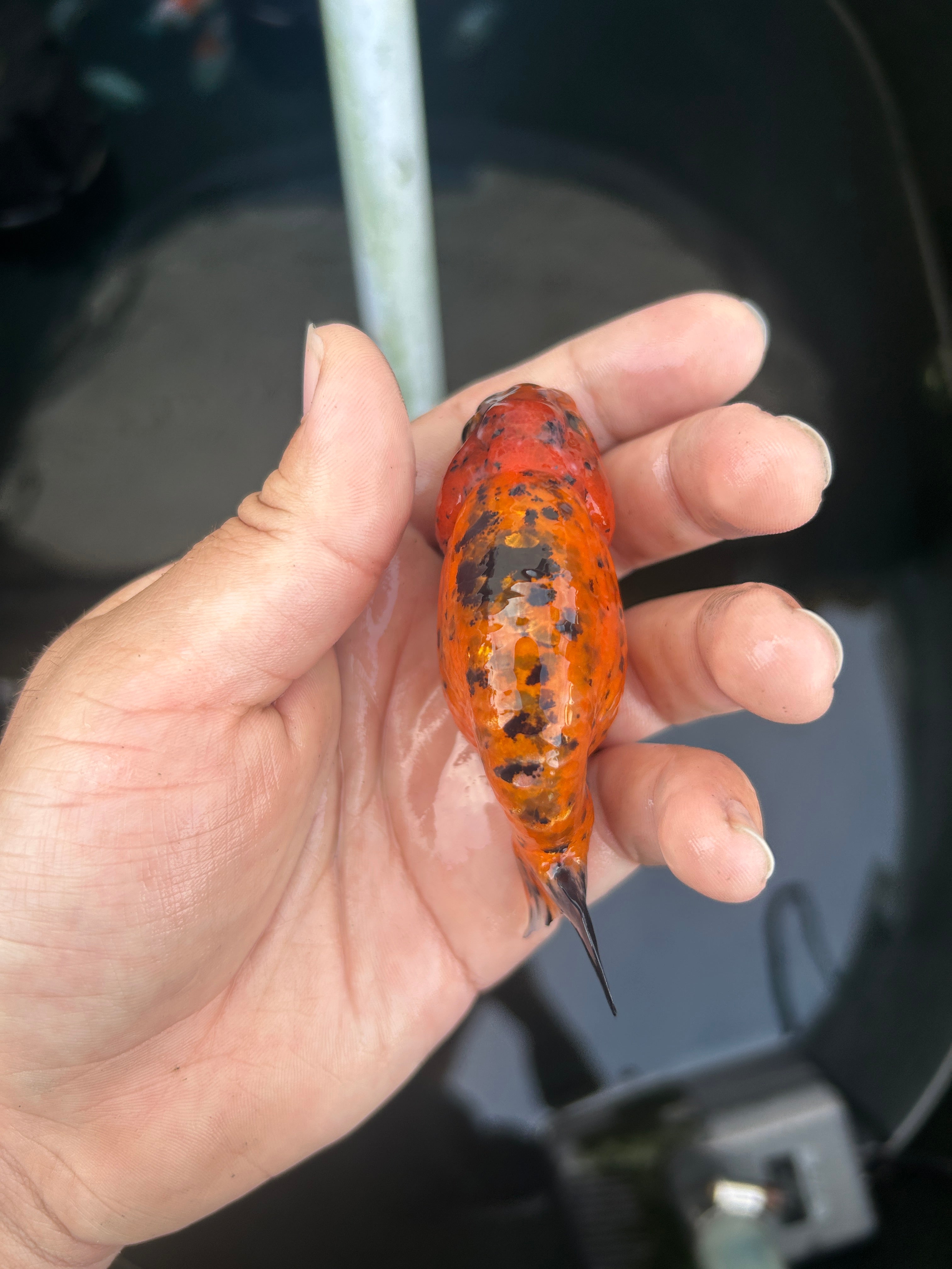 Live Premium Fancy Goldfish Ranchu Red Tiger 2.5" Body (JC-120) BlackTub #4