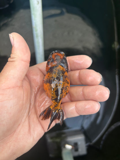 Live Premium Fancy Goldfish Ranchu Red Tiger 2.5" Body (JC-122) BlackTub #4