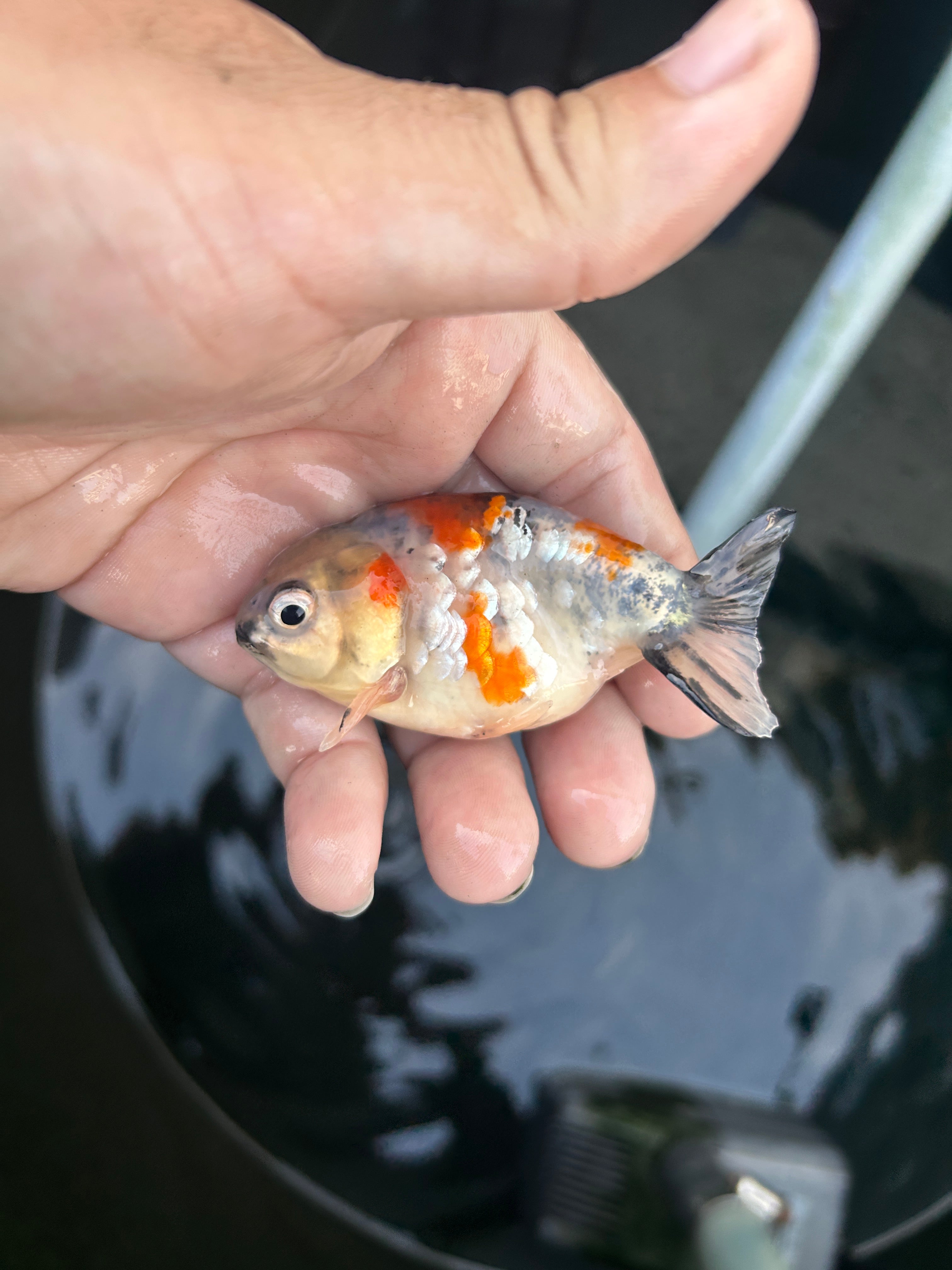Live Premium Fancy Goldfish Ranchu Galaxy Calico 2.5" Body (JC-125) BlackTub #4