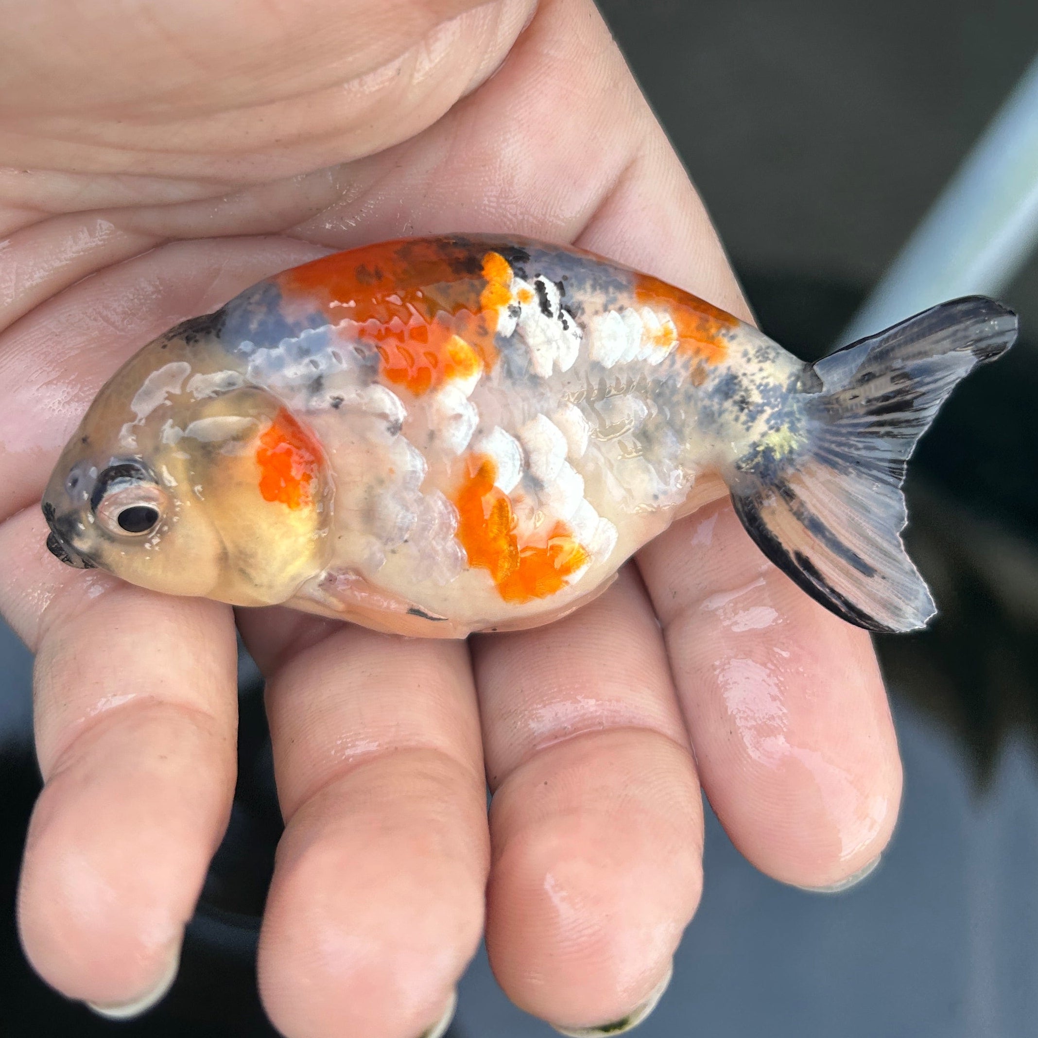 Live Premium Fancy Goldfish Ranchu Galaxy Calico 2.5" Body (JC-125) BlackTub #4