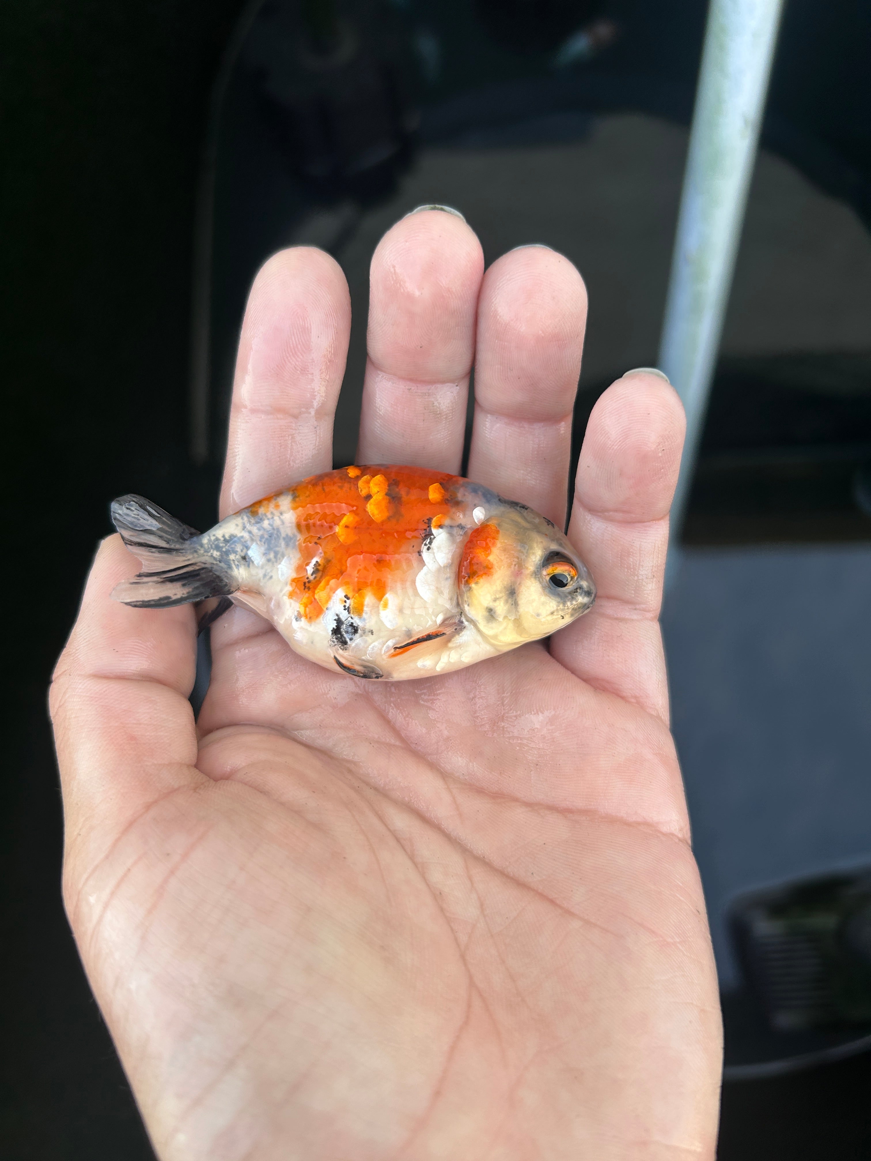Live Premium Fancy Goldfish Ranchu Galaxy Calico 2.5" Body (JC-125) BlackTub #4
