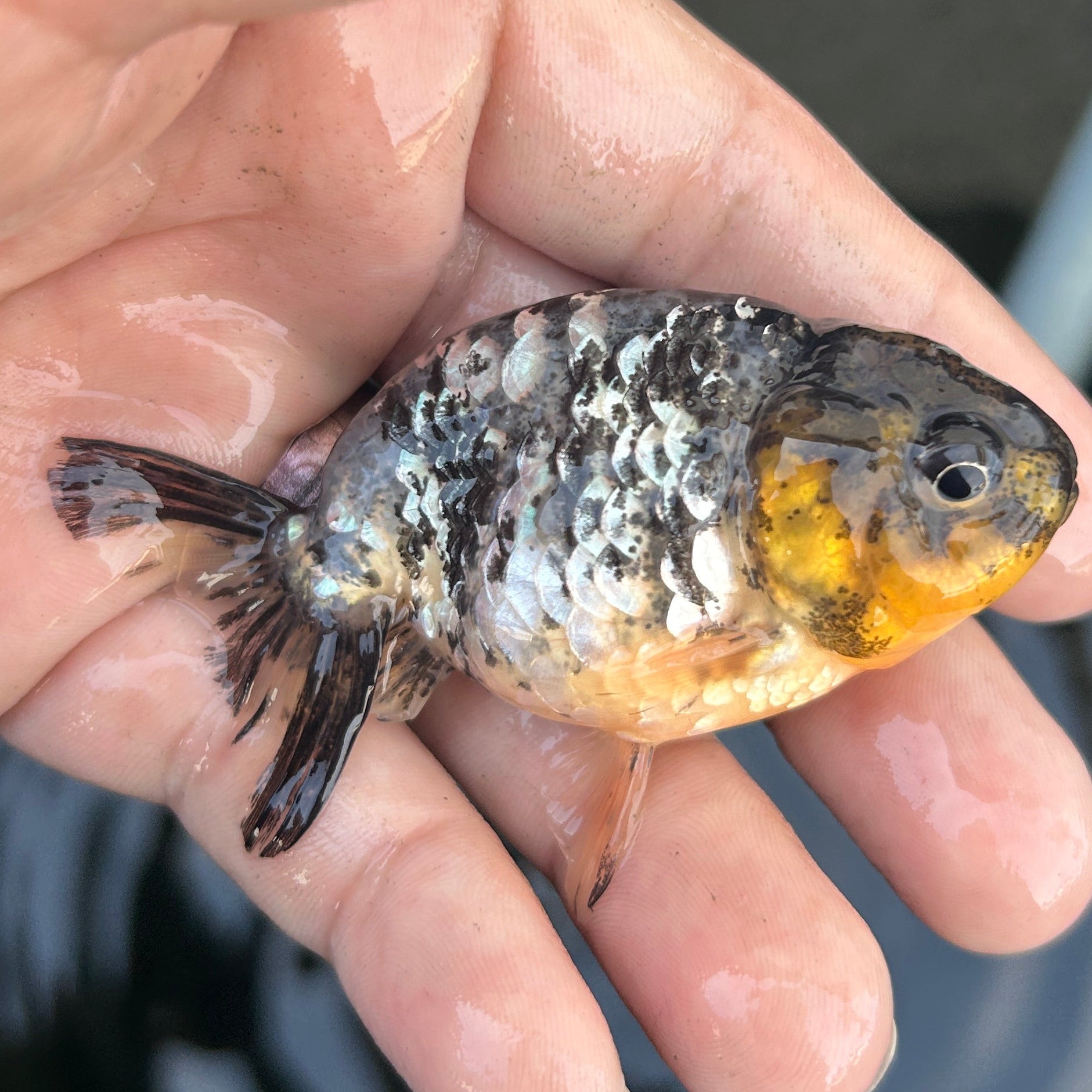 Live Premium Fancy Goldfish Ranchu White Tiger 2" Body (JC-127) BlackTub #4