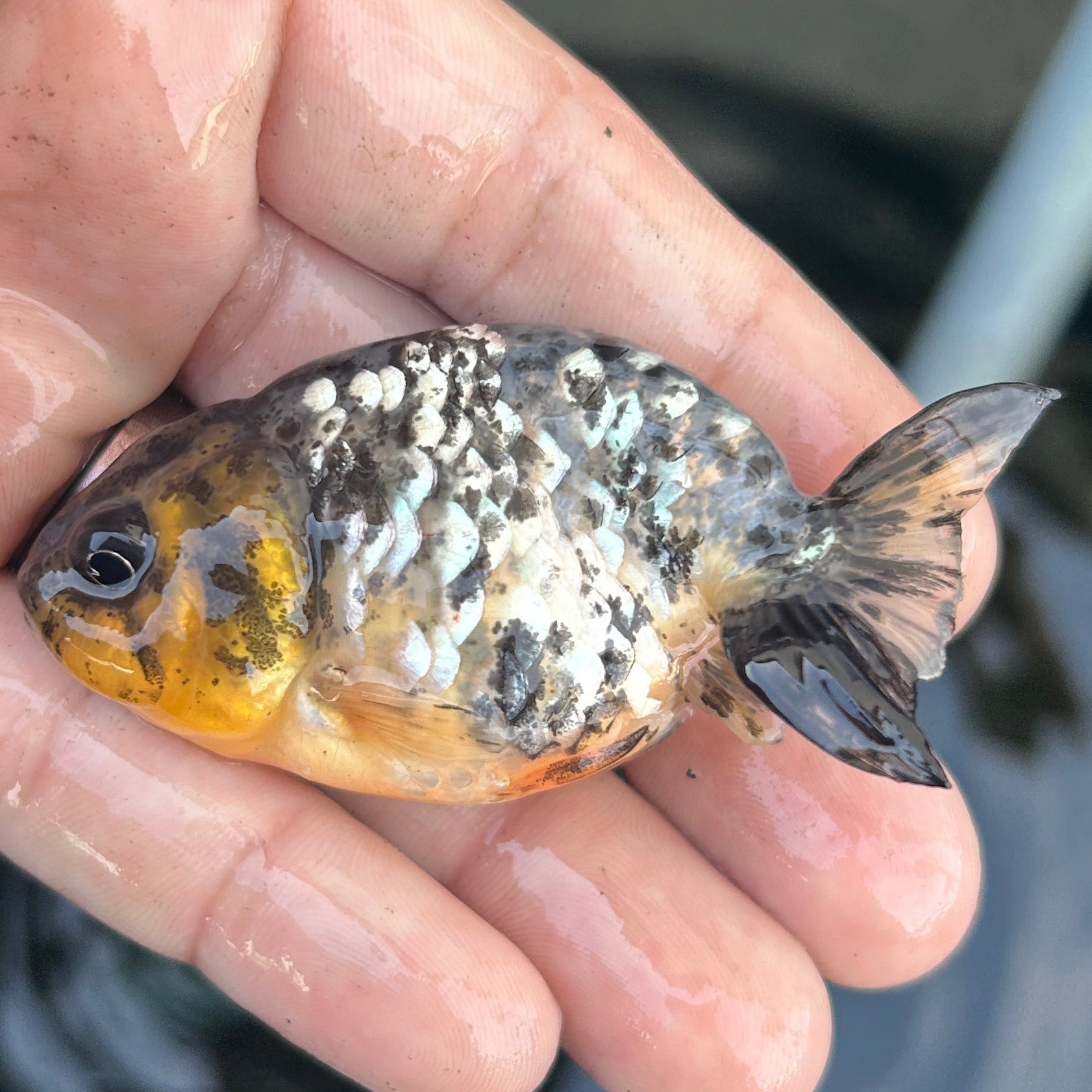 Live Premium Fancy Goldfish Ranchu White Tiger 2" Body (JC-127) BlackTub #4