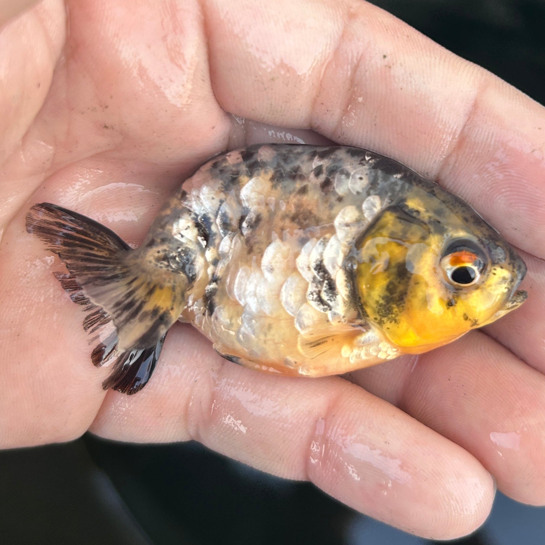Live Premium Fancy Goldfish Ranchu White Tiger 2" Body (JC-128) BlackTub #4