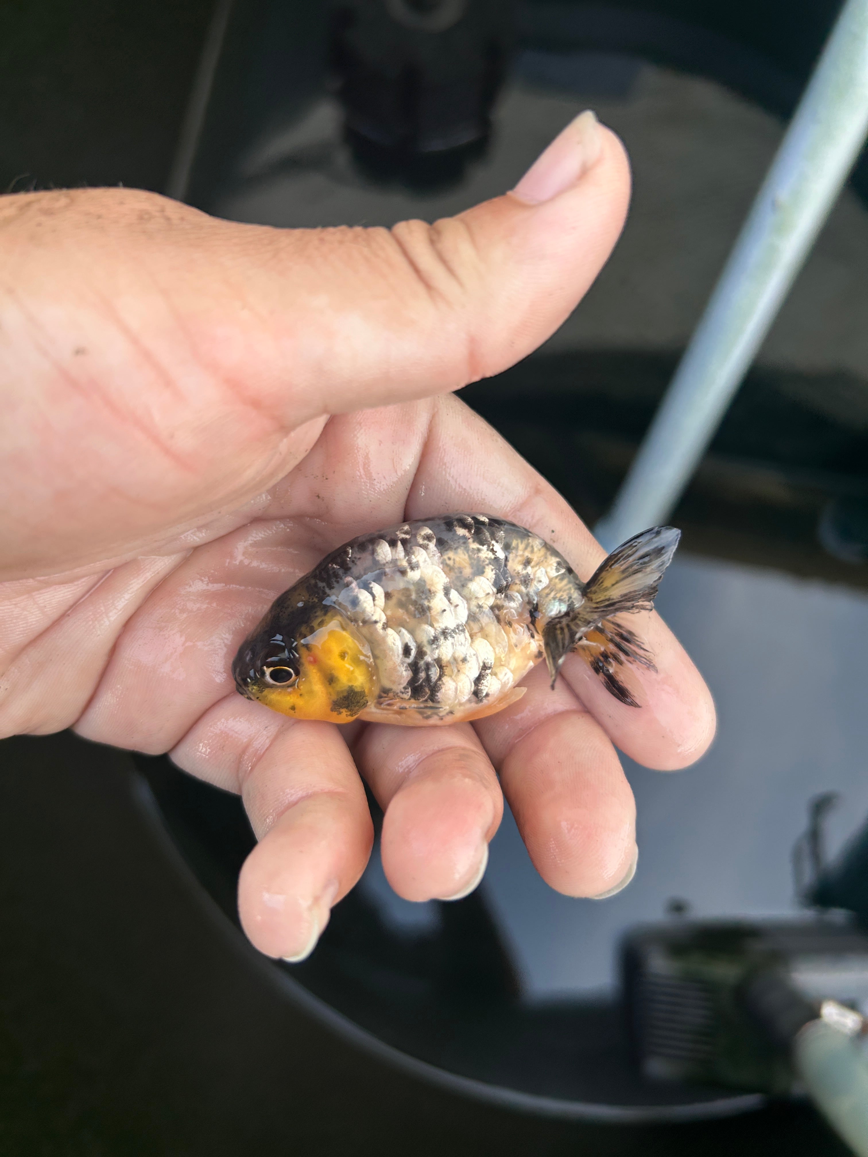Live Premium Fancy Goldfish Ranchu White Tiger 2" Body (JC-128) BlackTub #4