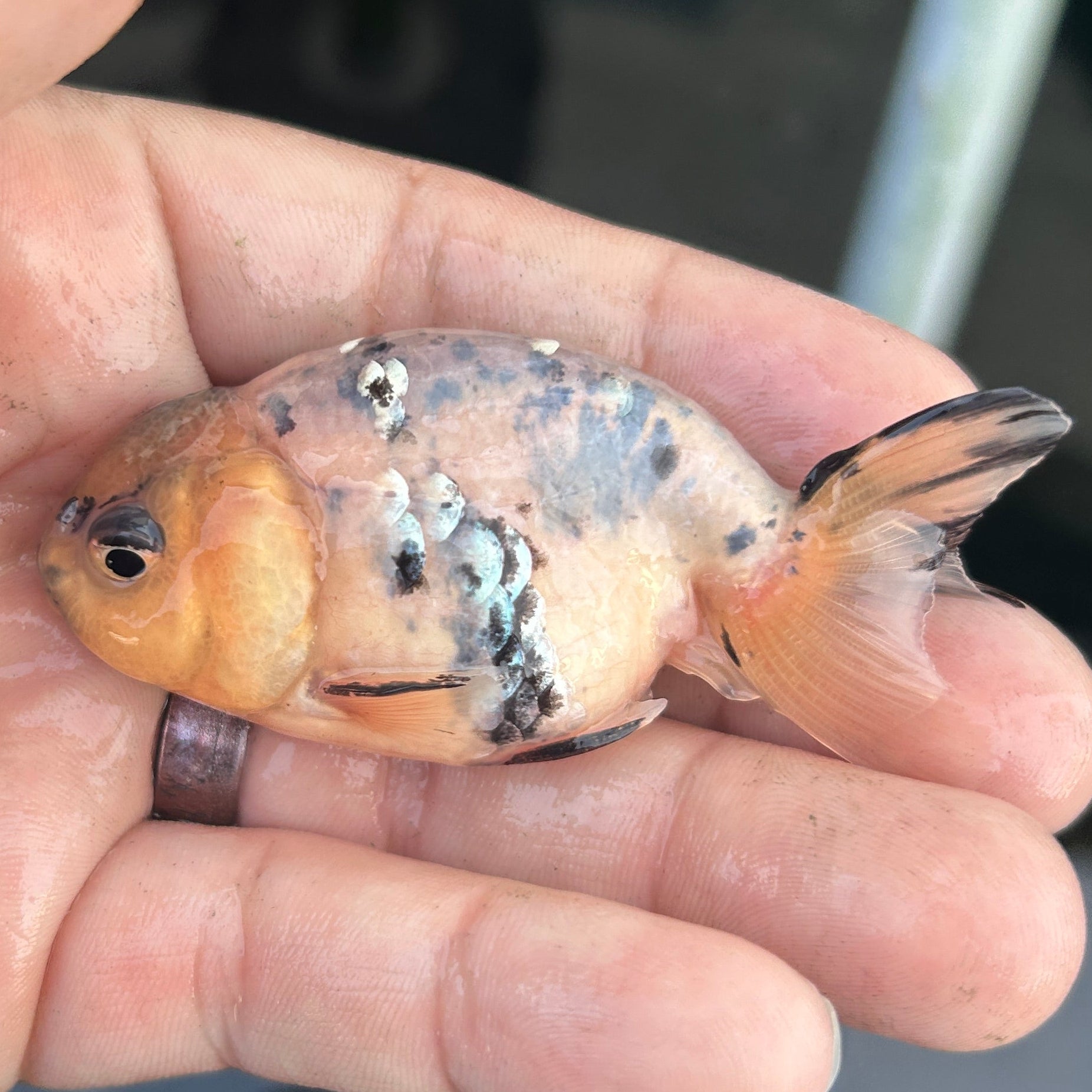 Live Premium Fancy Goldfish Ranchu White Tiger 2.5" Body (JC-129) BlackTub #4