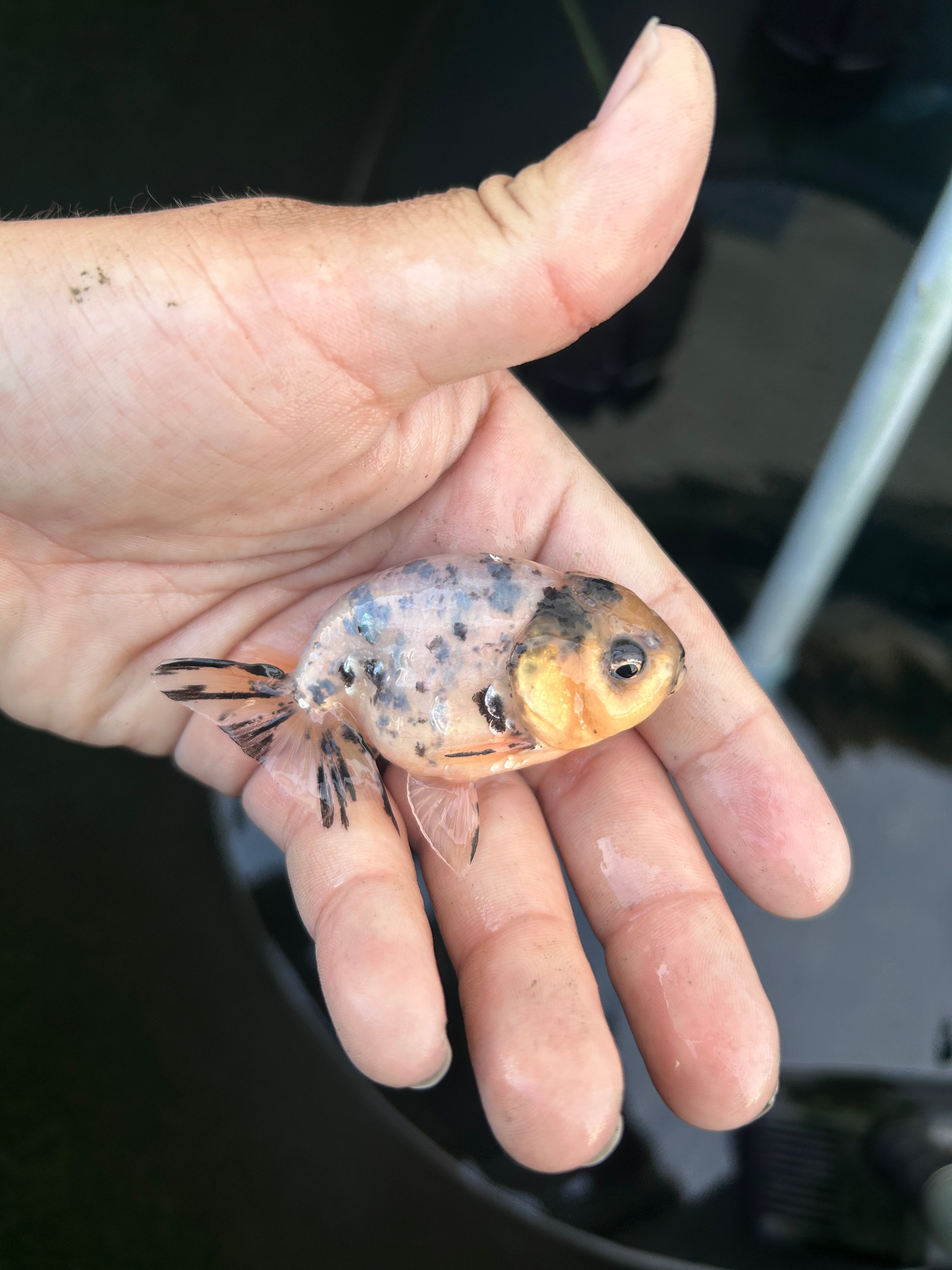 Live Premium Fancy Goldfish Ranchu White Tiger 2.5" Body (JC-129) BlackTub #4