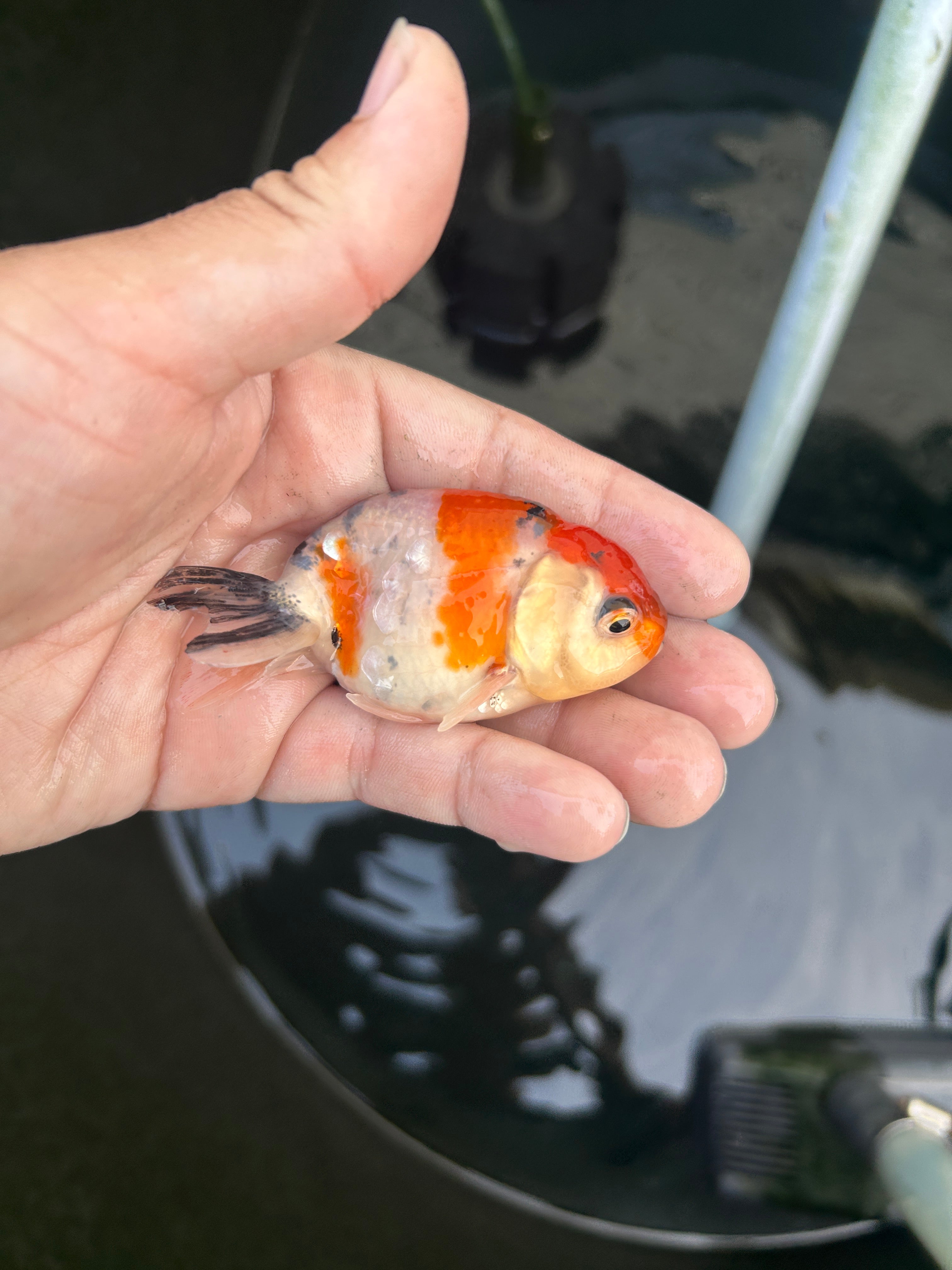 Live Premium Fancy Goldfish Ranchu Galaxy Calico 2.5" Body (JC-130) BlackTub #4