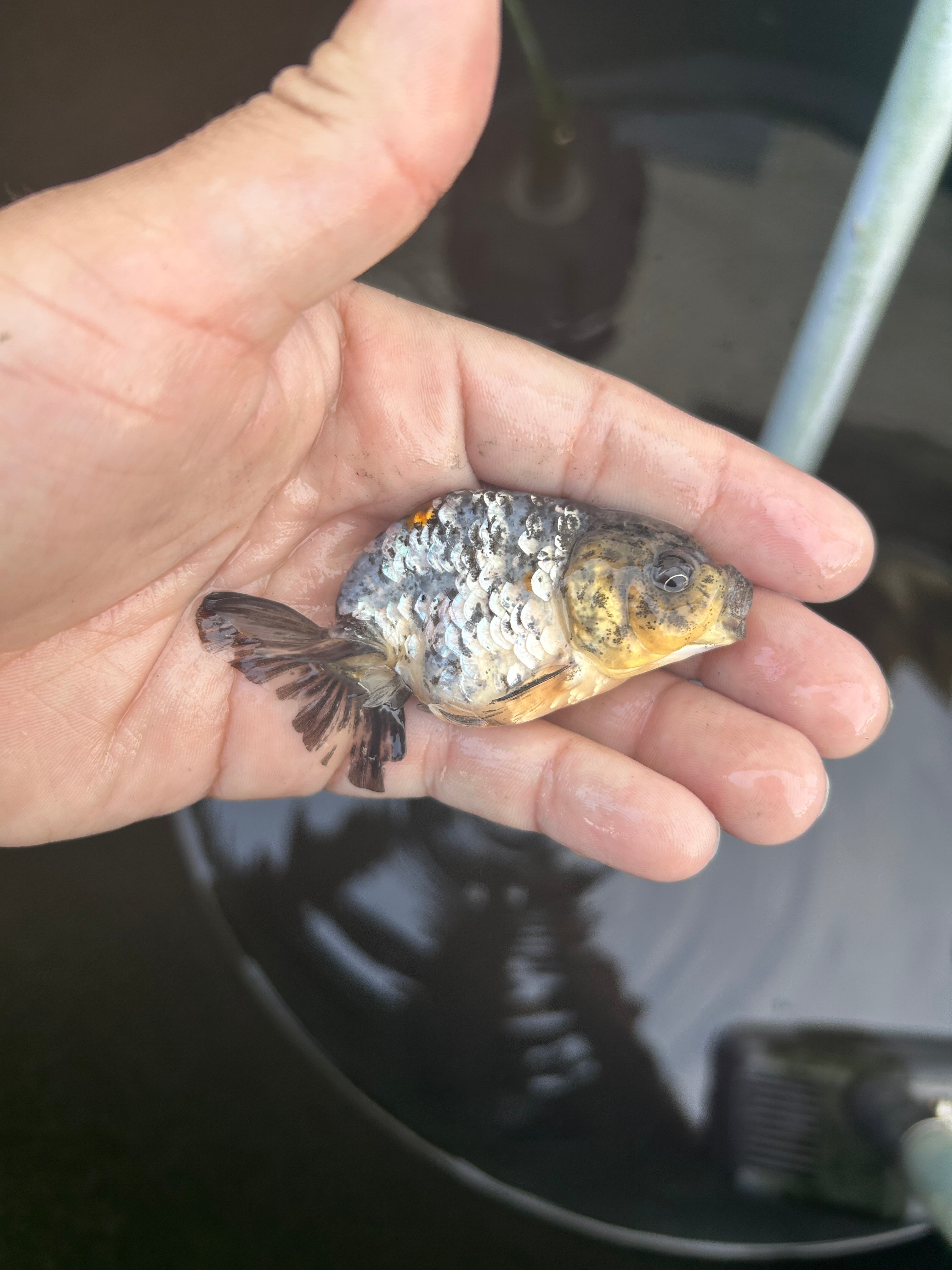Live Premium Fancy Goldfish Ranchu White Tiger 2.5" Body (JC-131) BlackTub #4
