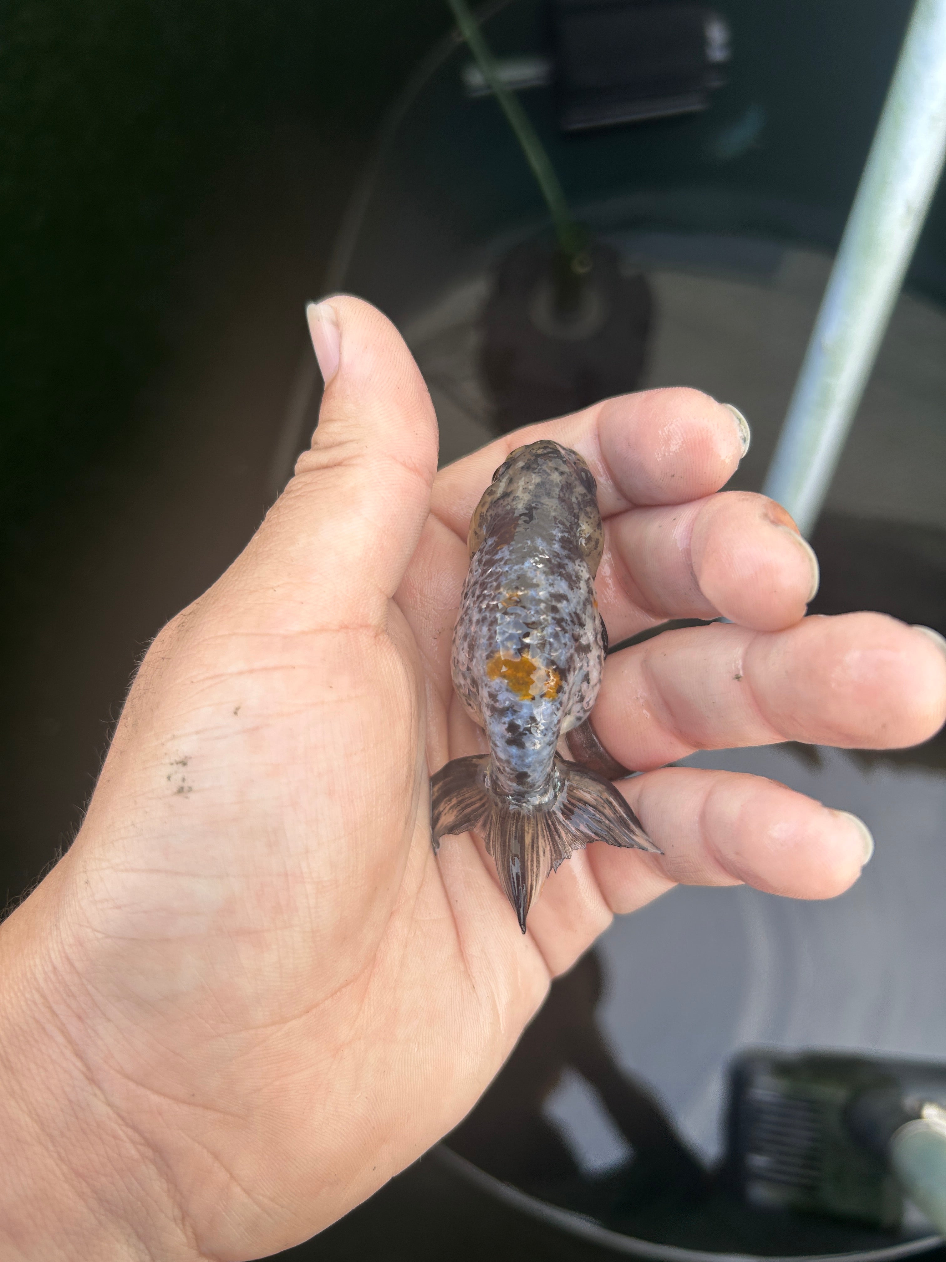 Live Premium Fancy Goldfish Ranchu White Tiger 2.5" Body (JC-131) BlackTub #4