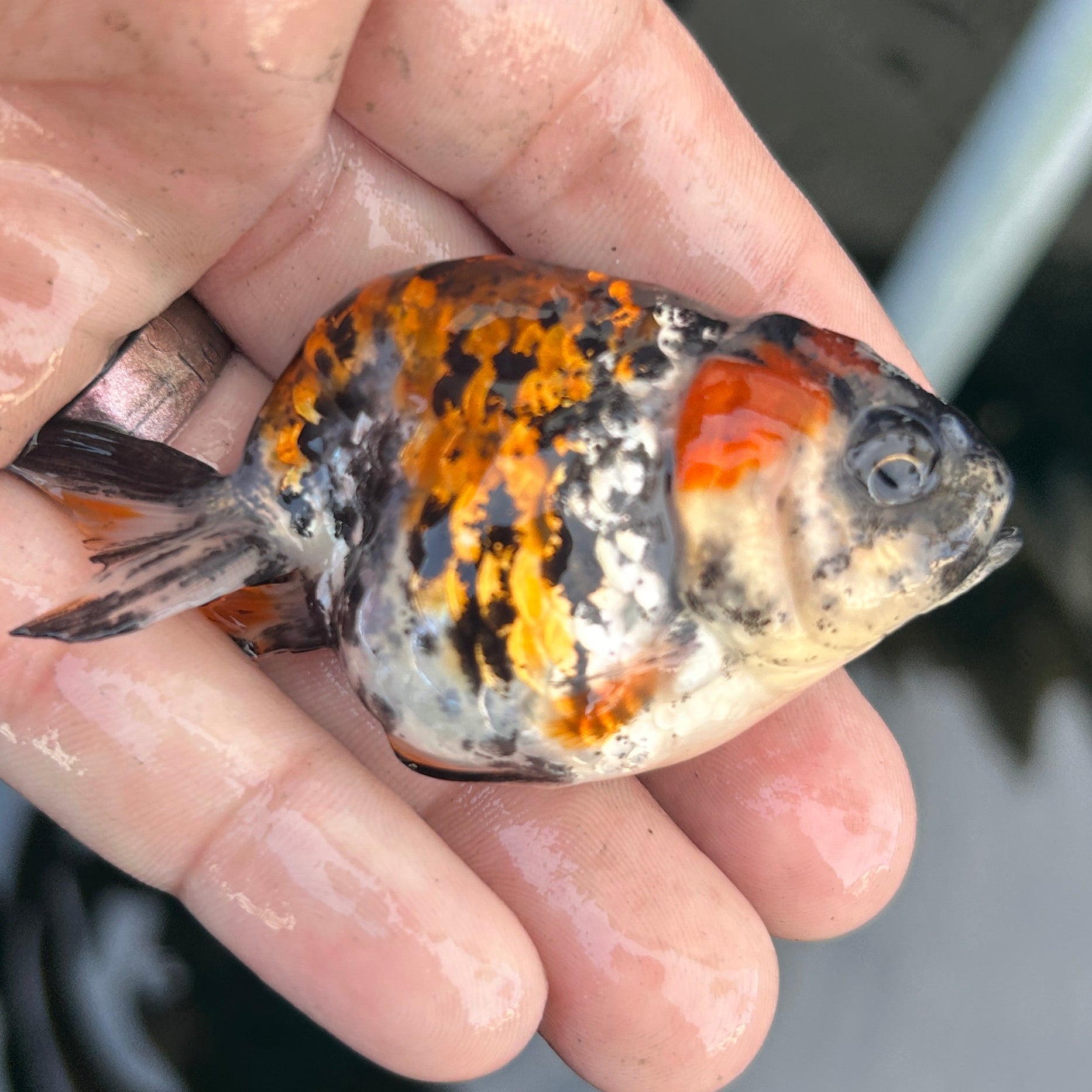 Live Premium Fancy Goldfish Ranchu Red Tiger 2.5" Body (JC-132) BlackTub #4