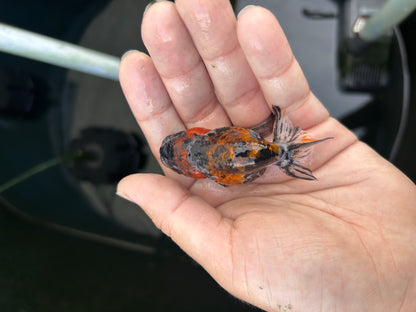 Live Premium Fancy Goldfish Ranchu Red Tiger 2.5" Body (JC-132) BlackTub #4