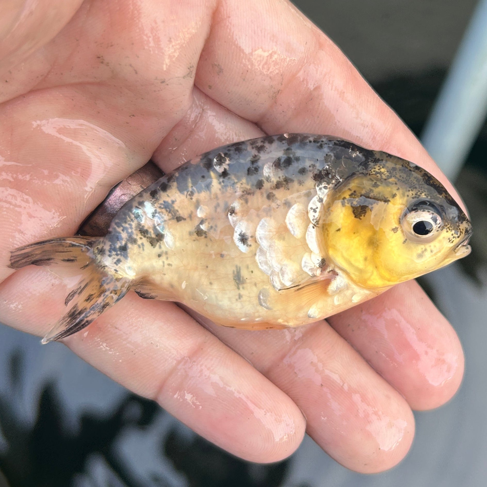 Live Premium Fancy Goldfish Ranchu White Tiger 2.5" Body (JC-133) BlackTub #4