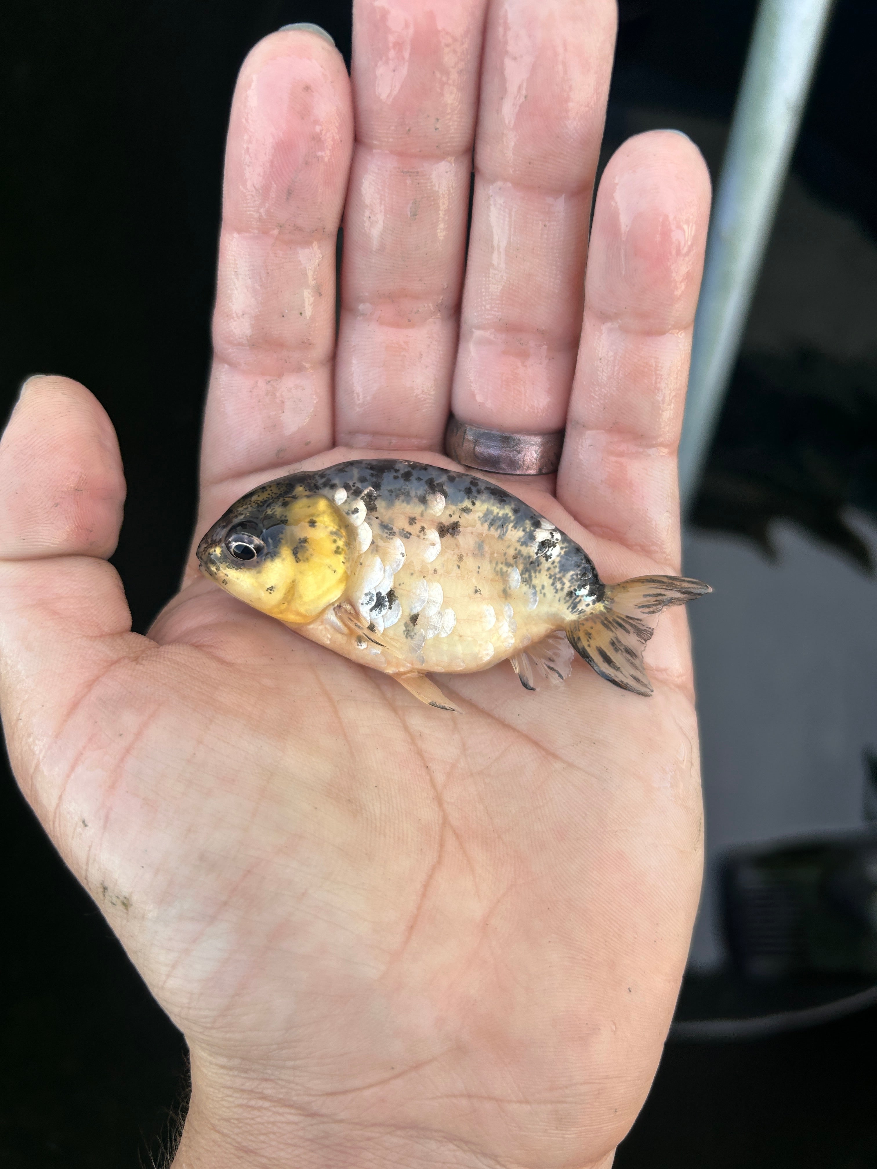 Live Premium Fancy Goldfish Ranchu White Tiger 2.5" Body (JC-133) BlackTub #4