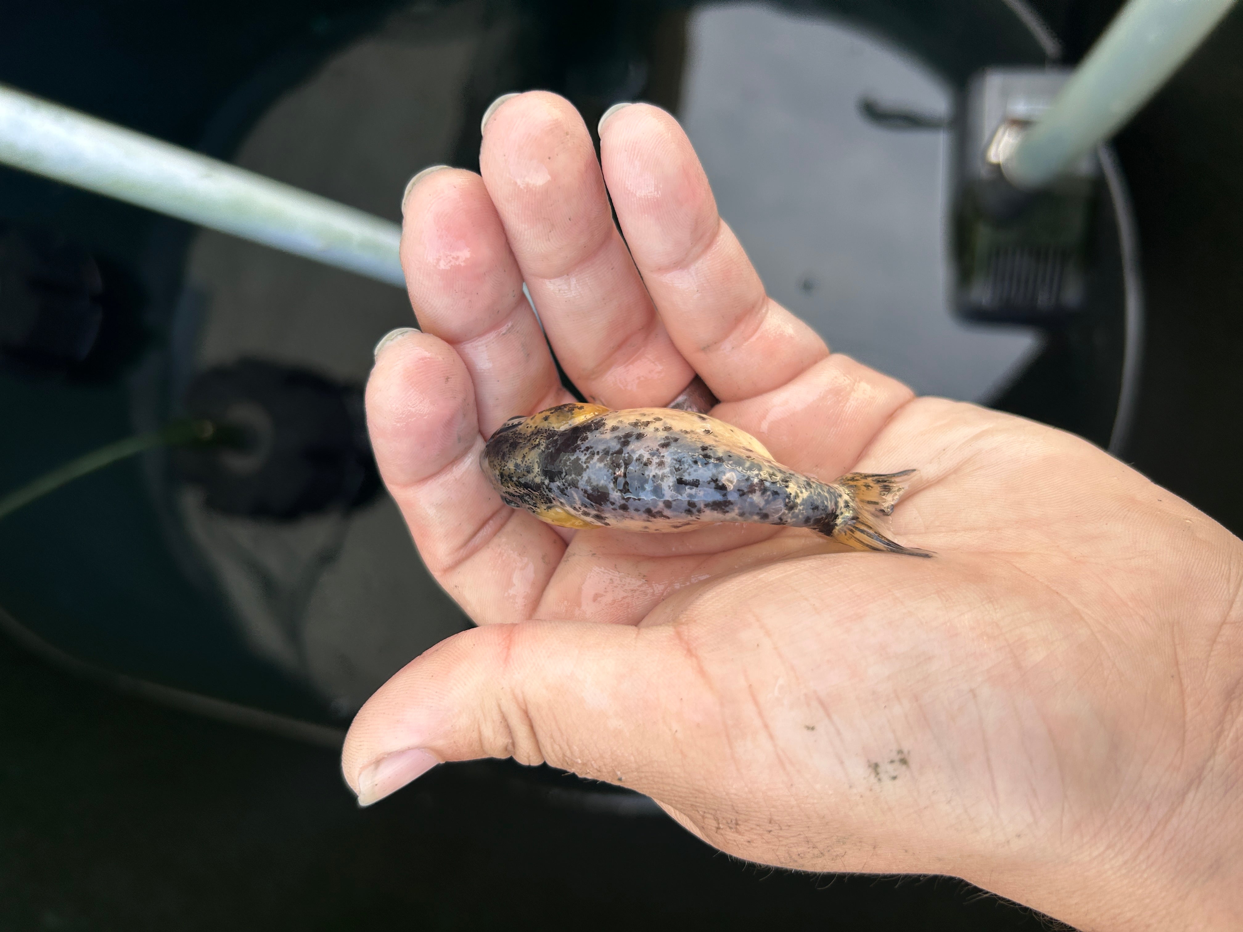 Live Premium Fancy Goldfish Ranchu White Tiger 2.5" Body (JC-133) BlackTub #4