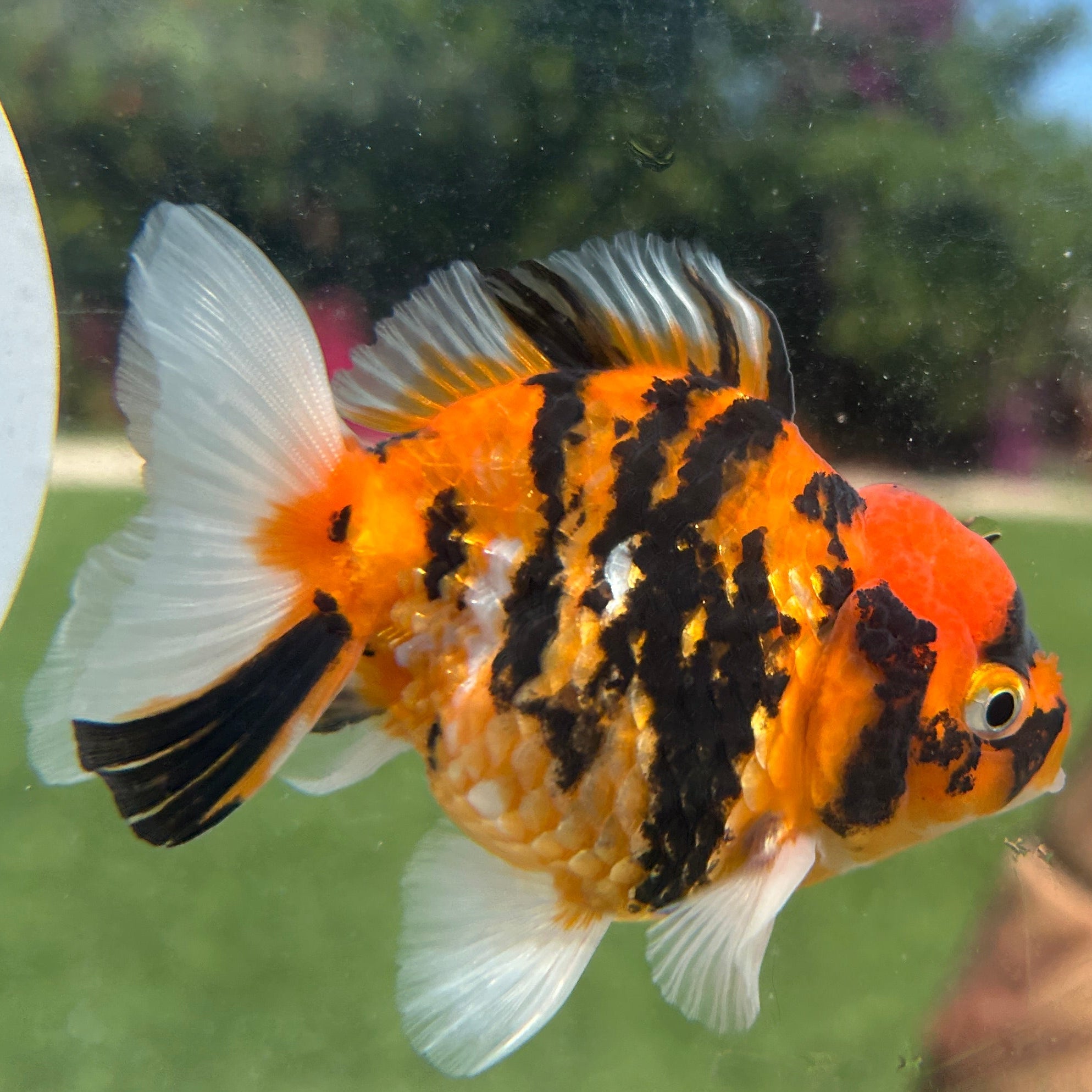 Live Premium Fancy Goldfish Thai Yuanbao Red Tiger 3” body Female 7 Months (JC-149) BlackTub#4