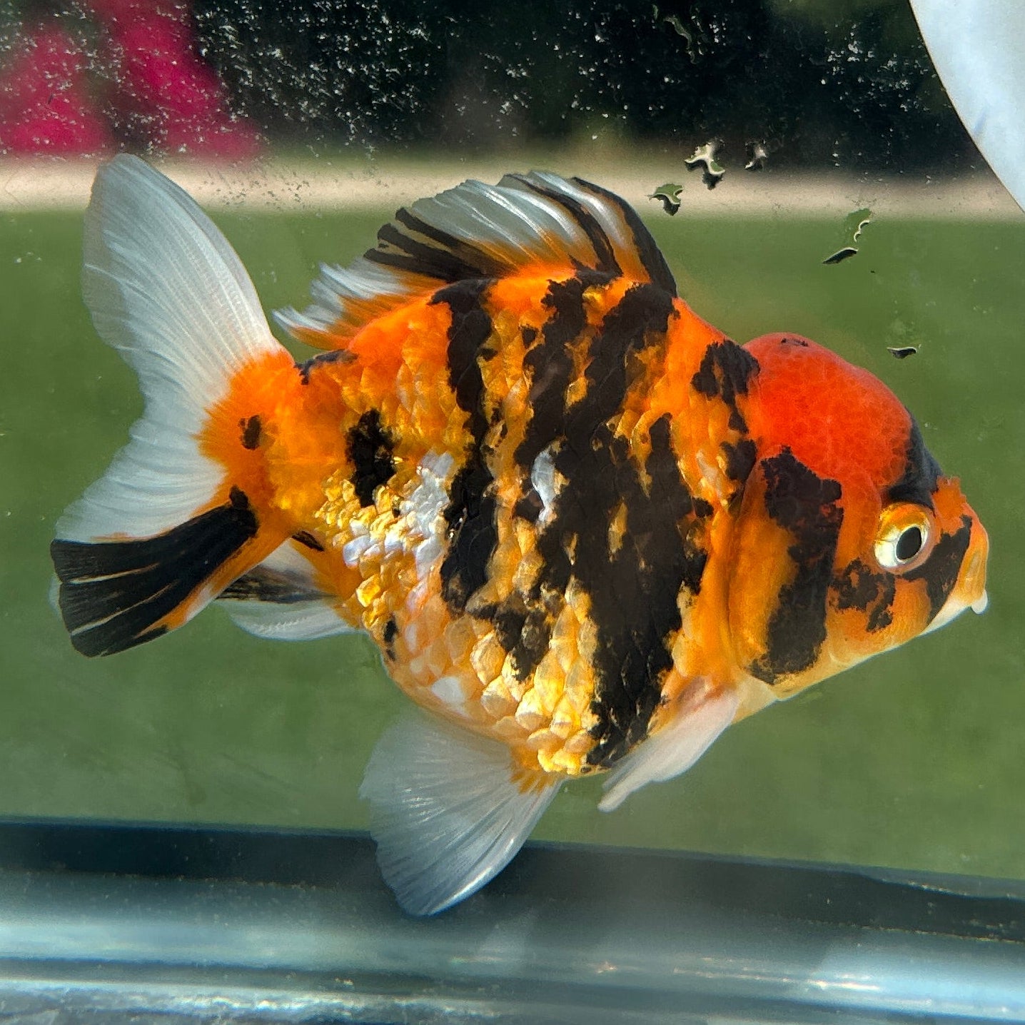 Live Premium Fancy Goldfish Thai Yuanbao Red Tiger 3” body Female 7 Months (JC-149) BlackTub#4