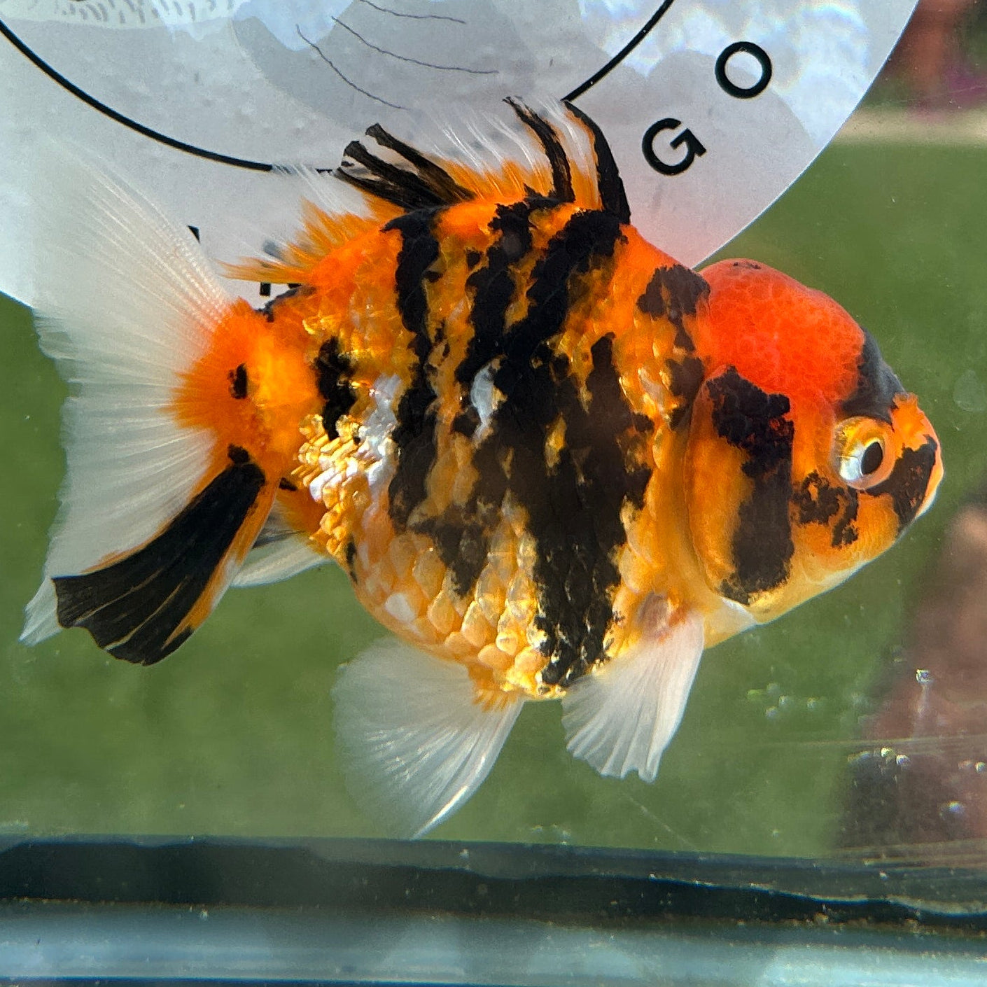 Live Premium Fancy Goldfish Thai Yuanbao Red Tiger 3” body Female 7 Months (JC-149) BlackTub#4