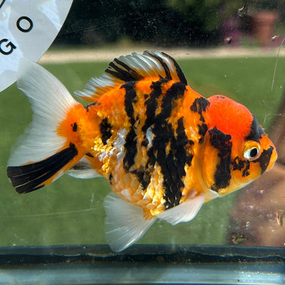 Live Premium Fancy Goldfish Thai Yuanbao Red Tiger 3” body Female 7 Months (JC-149) BlackTub#4
