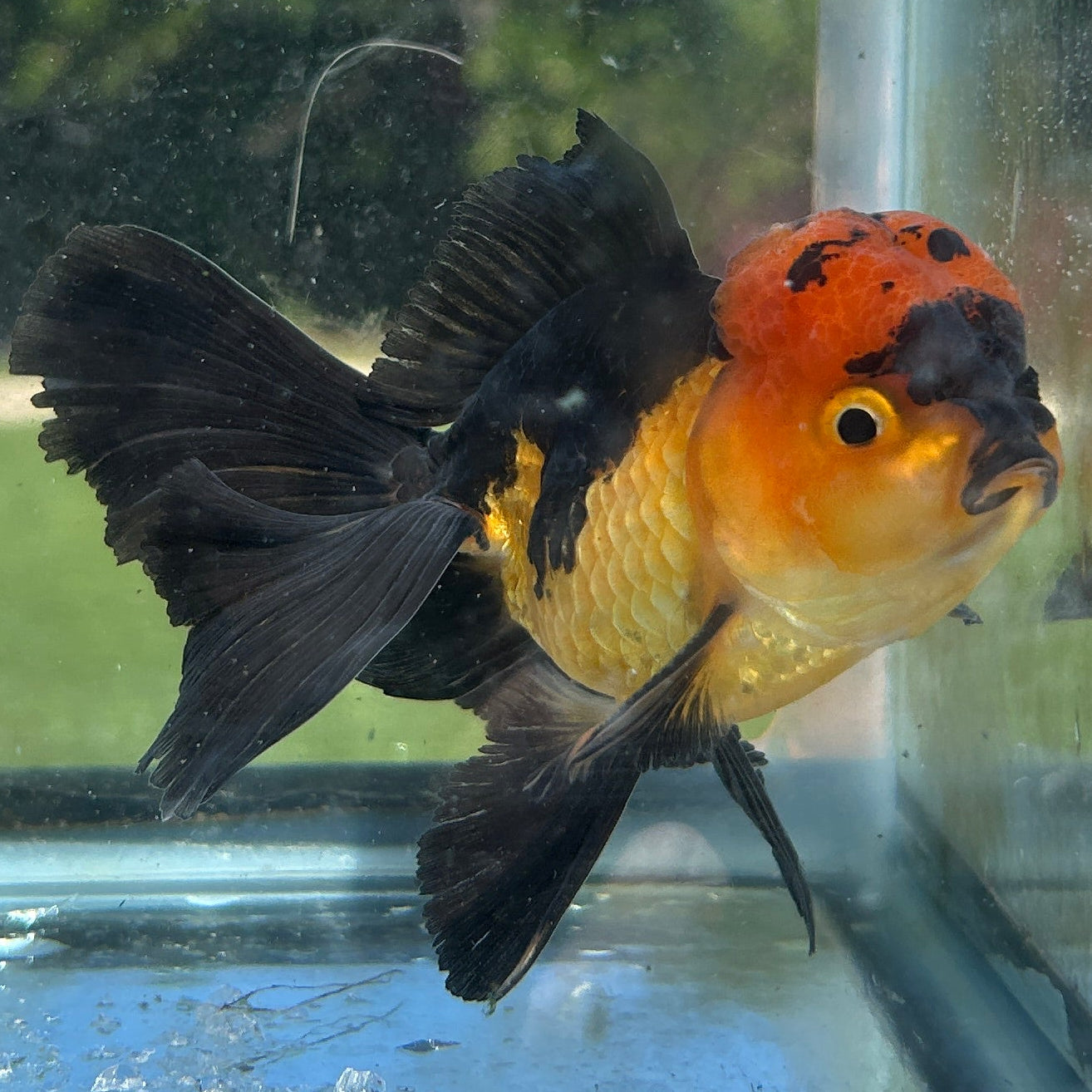 Live Premium Fancy Goldfish Thai Oranda Apache 3” body Male 7 Months (JC-150) BlackTub#4