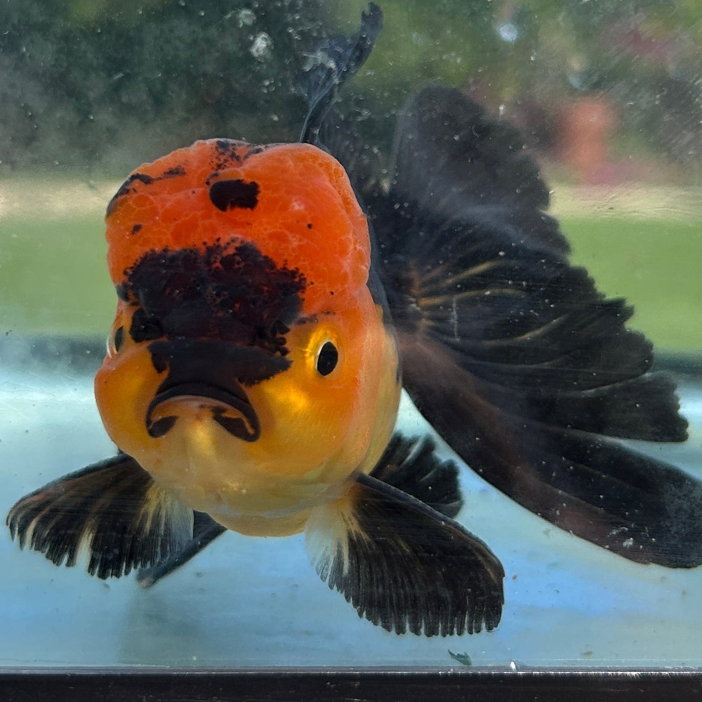 Live Premium Fancy Goldfish Thai Oranda Apache 3” body Male 7 Months (JC-150) BlackTub#4