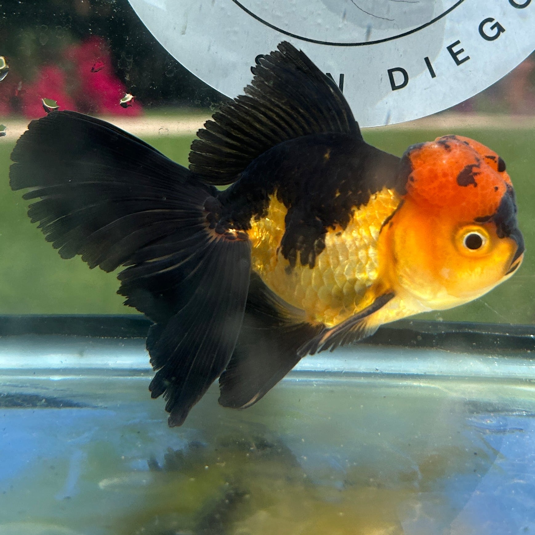 Live Premium Fancy Goldfish Thai Oranda Apache 3” body Male 7 Months (JC-150) BlackTub#4