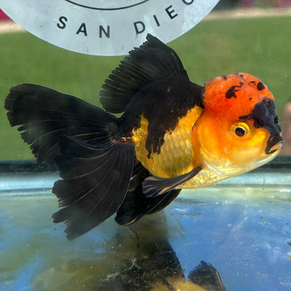 Live Premium Fancy Goldfish Thai Oranda Apache 3” body Male 7 Months (JC-150) BlackTub#4