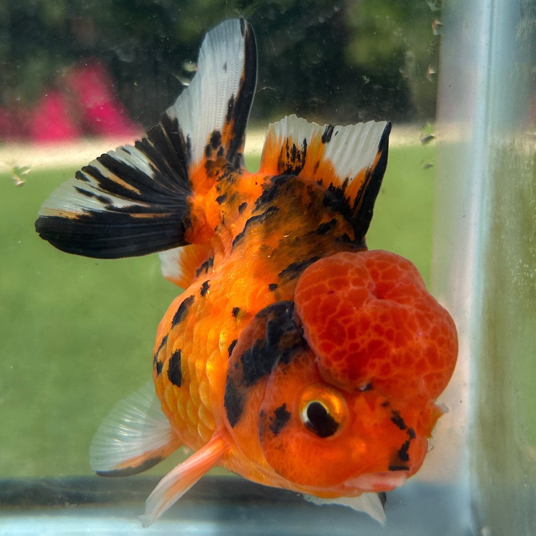 Live Premium Fancy Goldfish Thai Yuanbao Red Tiger 3” body Female 7 Months (JC-151) BlackTub#4