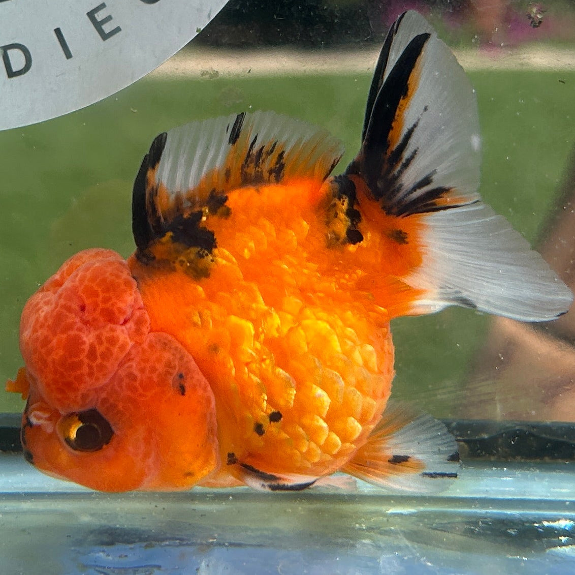 Live Premium Fancy Goldfish Thai Yuanbao Red Tiger 3” body Female 7 Months (JC-151) BlackTub#4