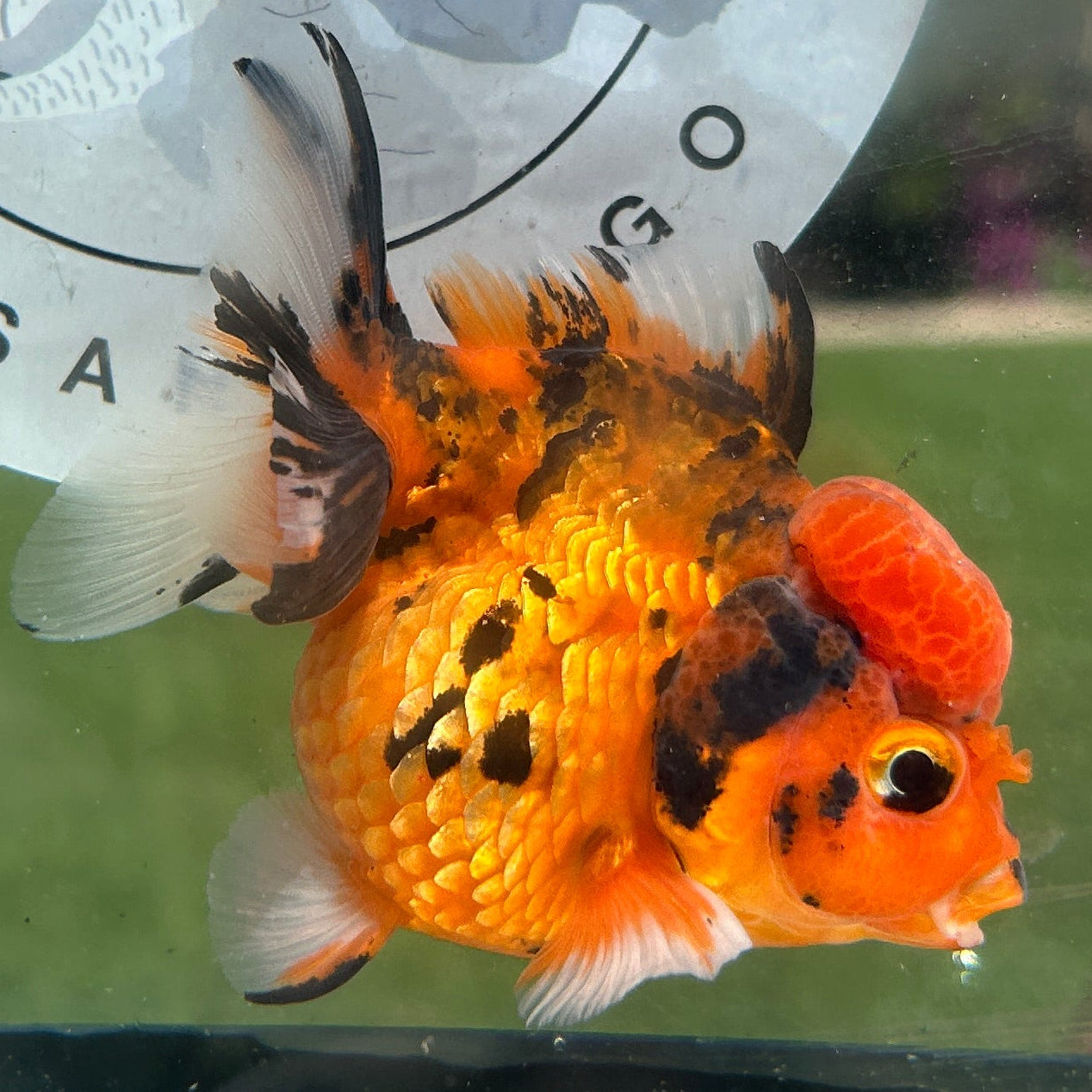 Live Premium Fancy Goldfish Thai Yuanbao Red Tiger 3” body Female 7 Months (JC-151) BlackTub#4