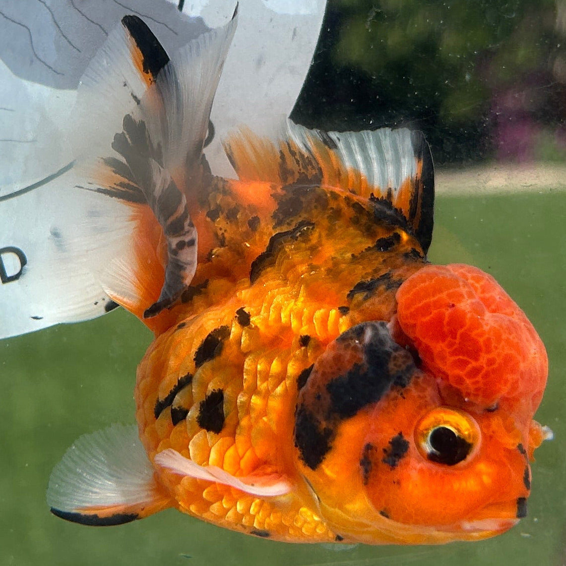 Live Premium Fancy Goldfish Thai Yuanbao Red Tiger 3” body Female 7 Months (JC-151) BlackTub#4