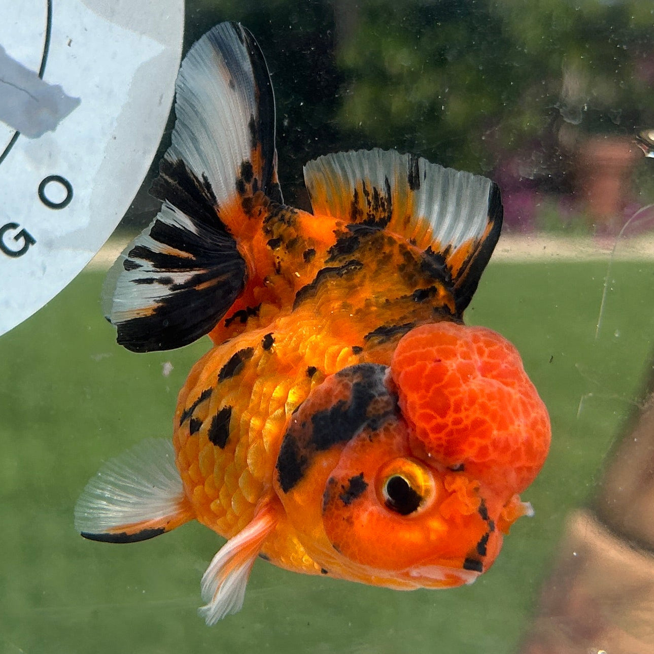 Live Premium Fancy Goldfish Thai Yuanbao Red Tiger 3” body Female 7 Months (JC-151) BlackTub#4